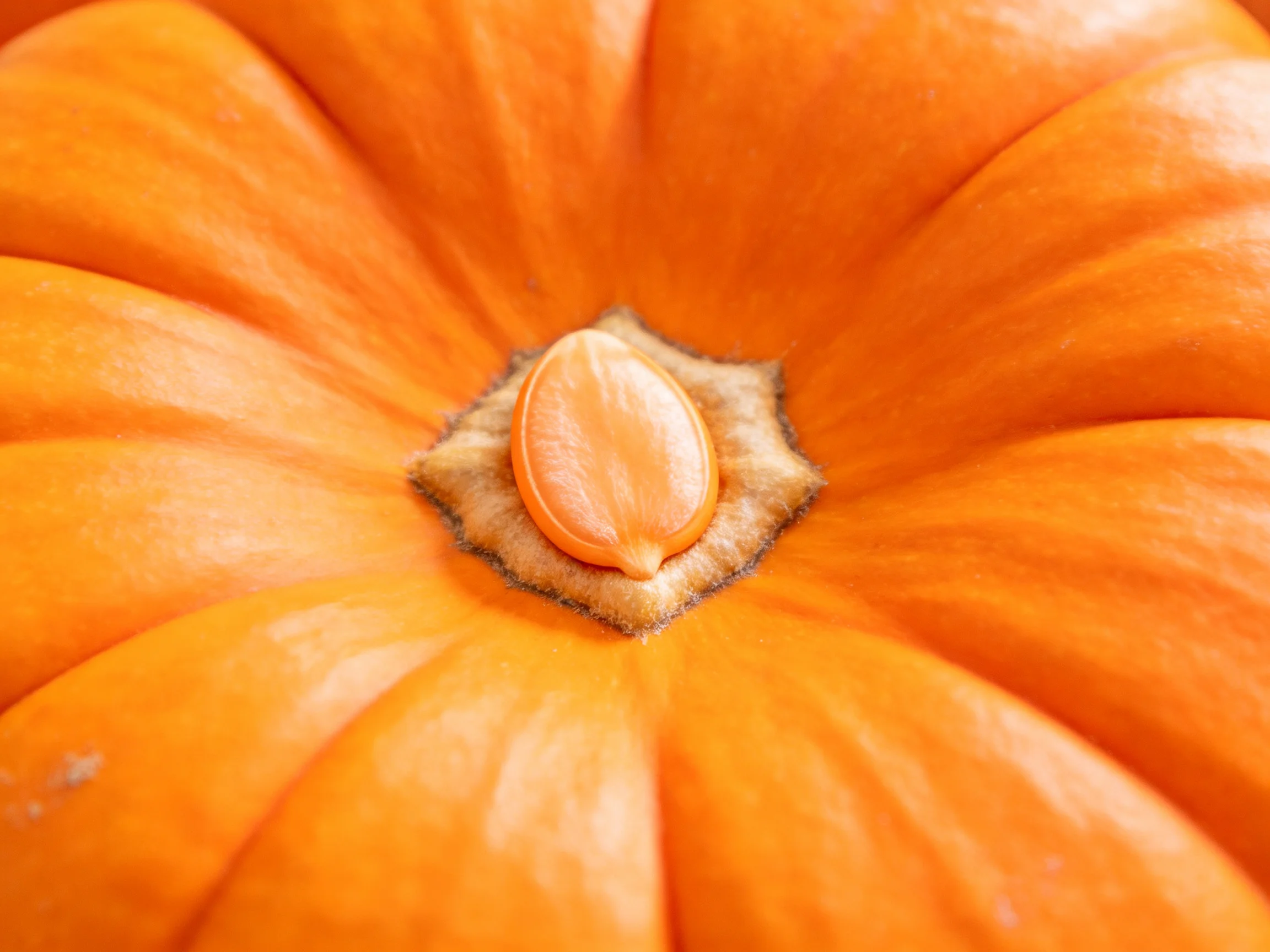 Close-up view of a vibrant orange pumpkins central seed and ridges