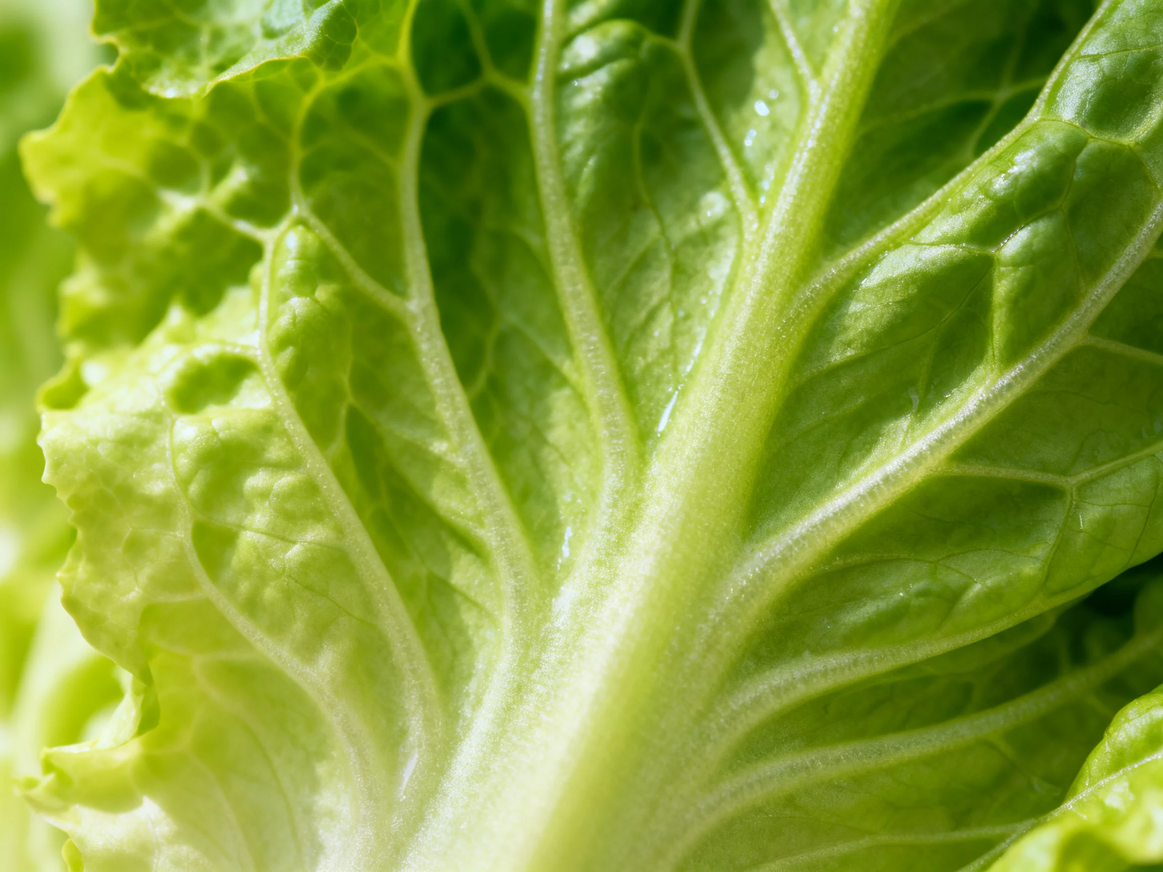 Close-up view of fresh green lettuce leaves with prominent vein structure
