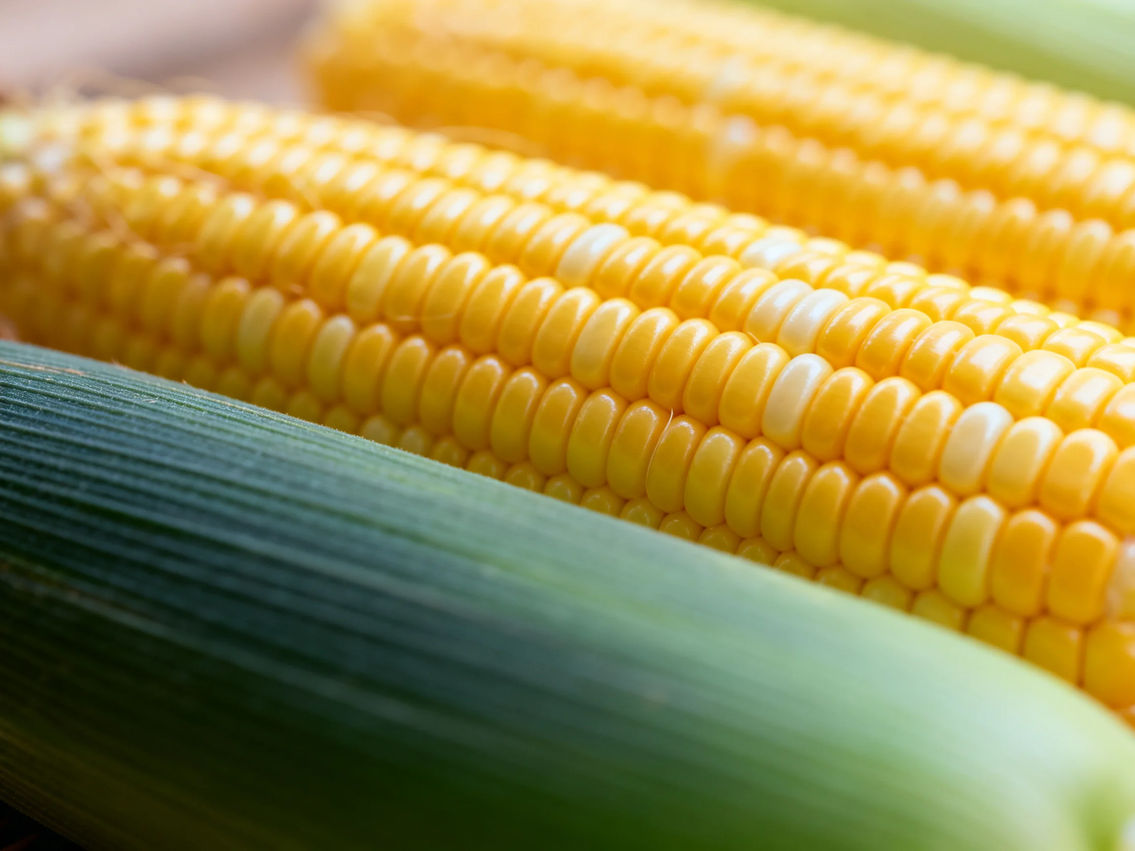 Close-up view of freshly picked corn cobs with golden and white kernels