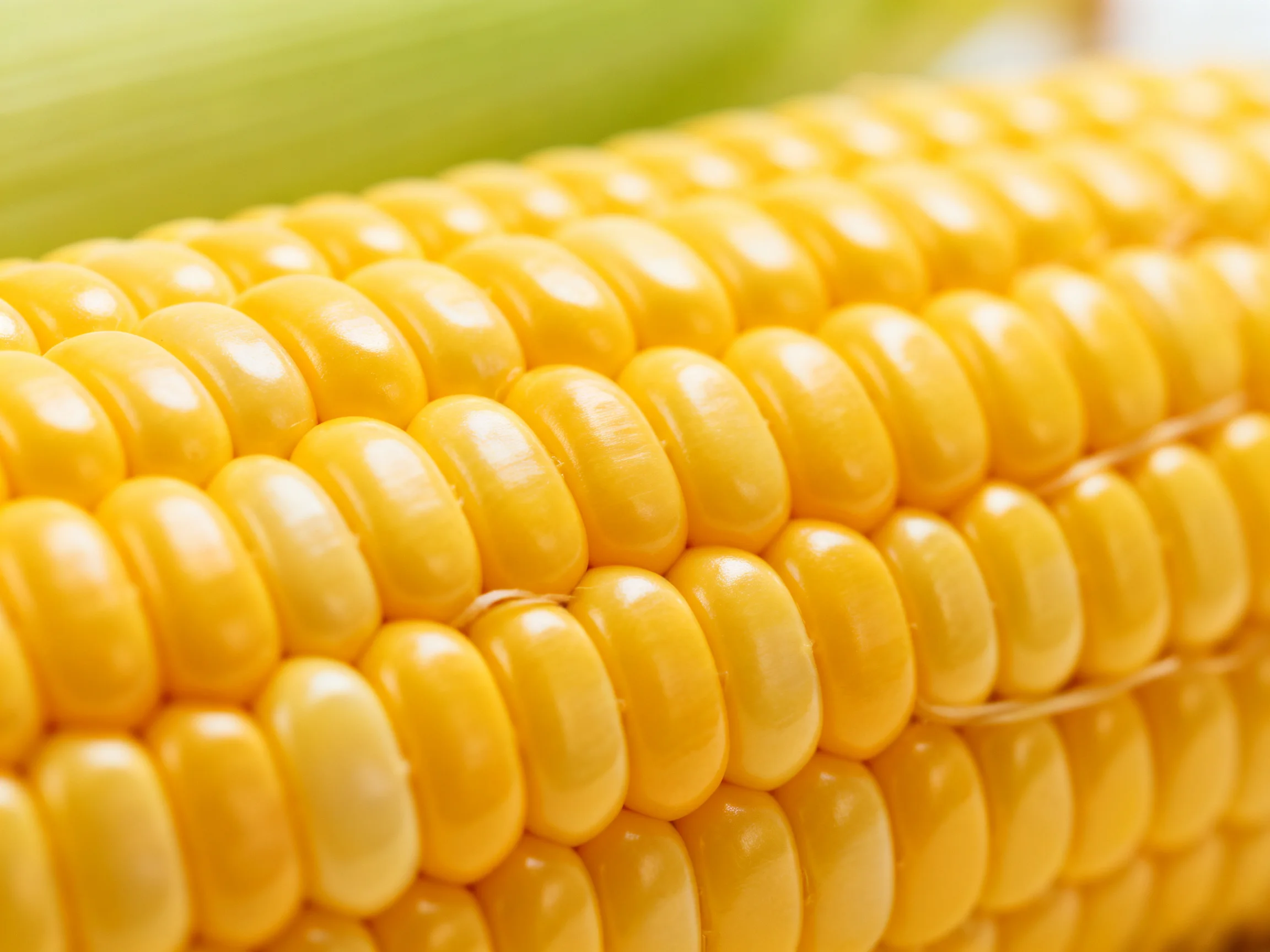 Close-up view of glossy golden corn kernels with green husk
