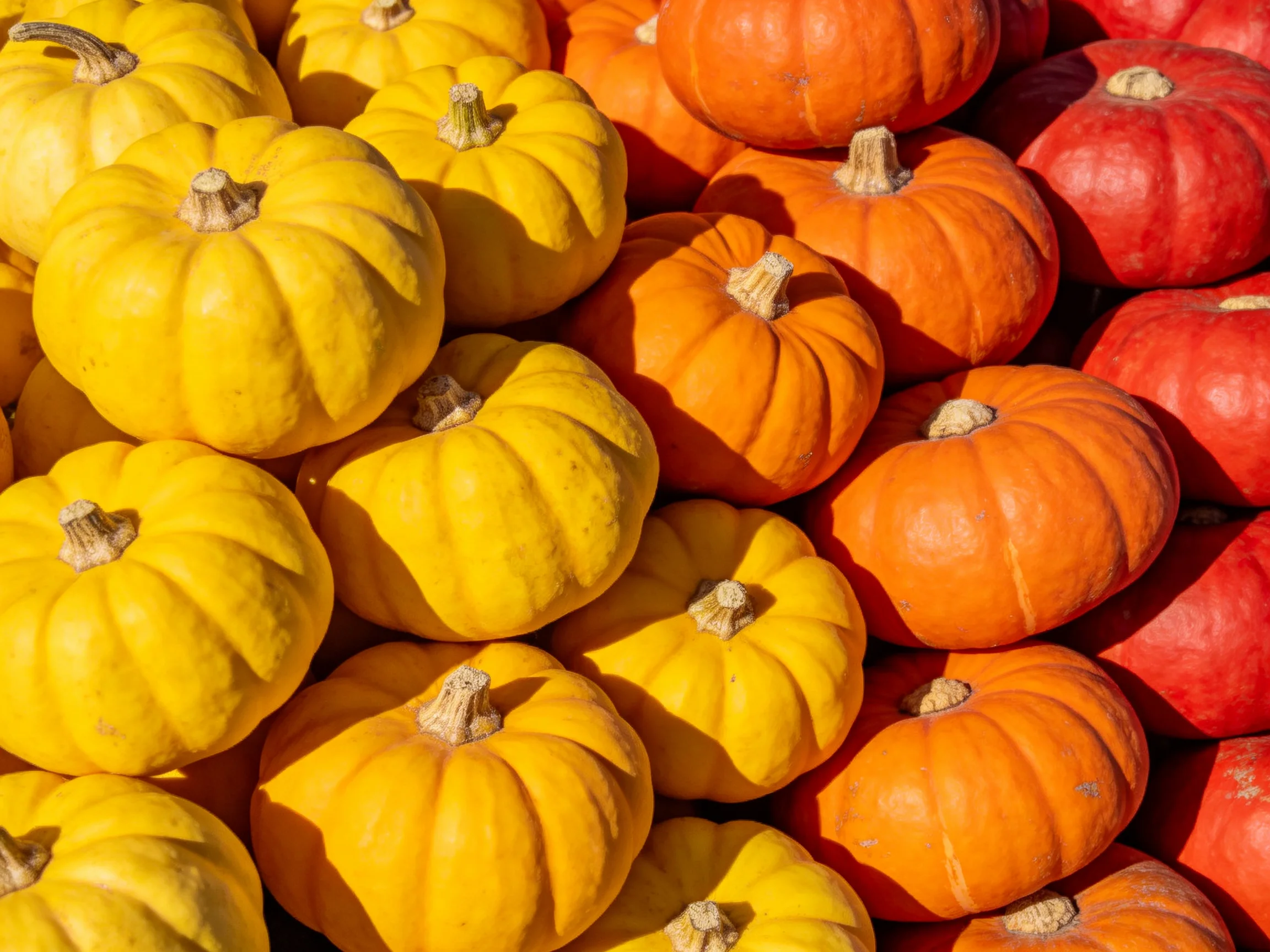 Close-up view of small yellow, orange, and red pumpkins stacked in groups