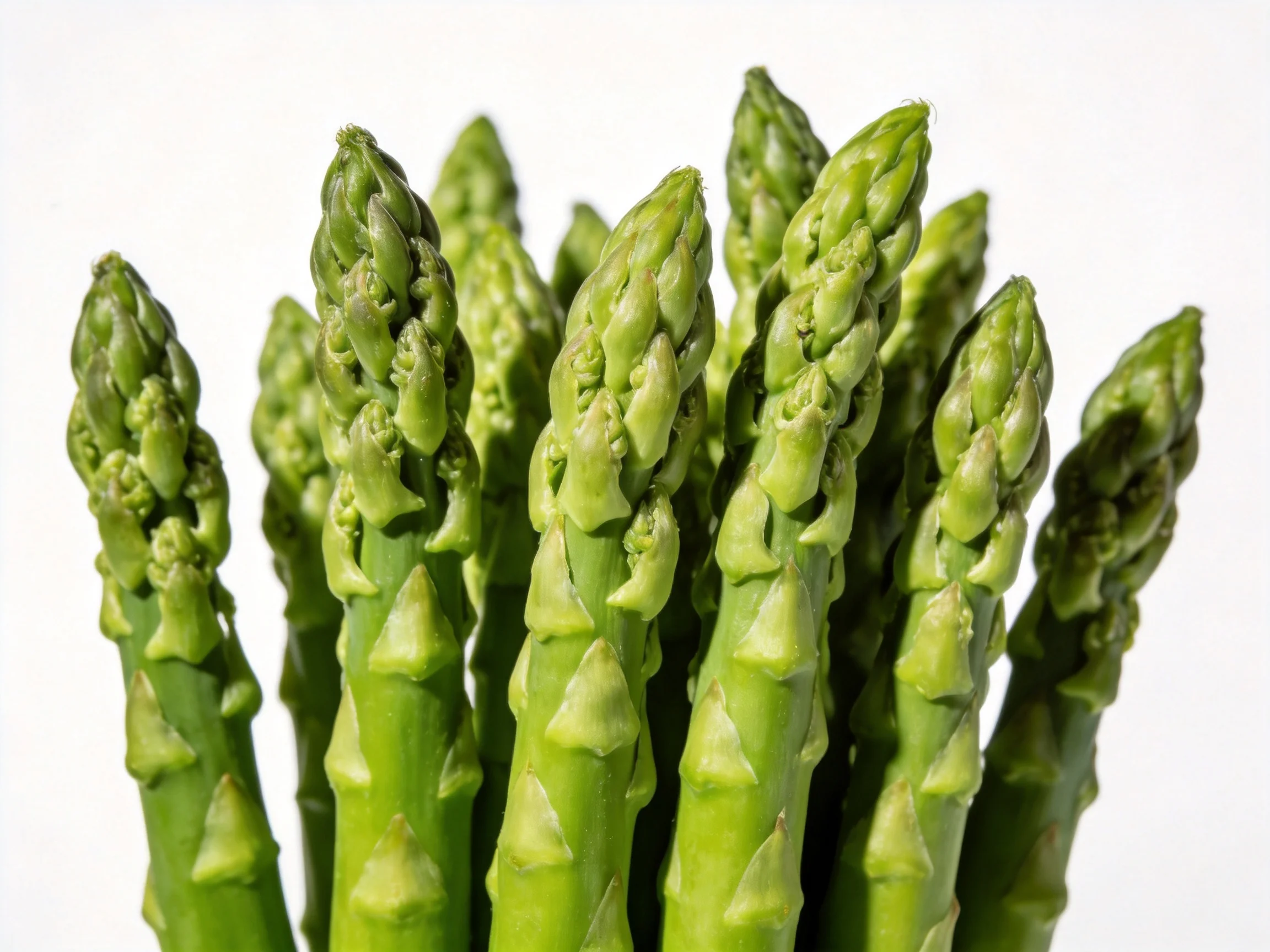 Cluster of fresh green asparagus spears with compact buds