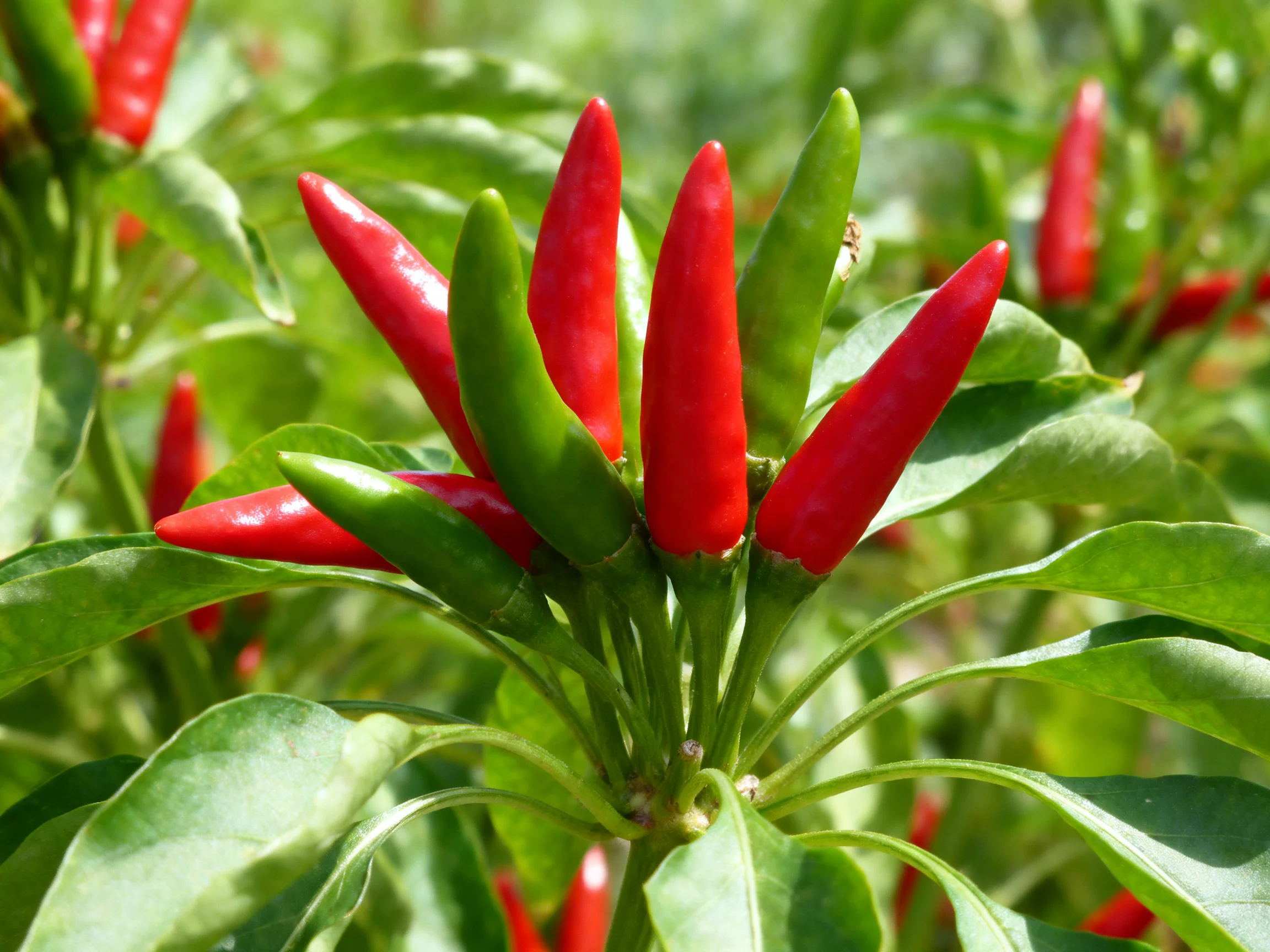 Cluster of red and green chili peppers growing among lush green foliage