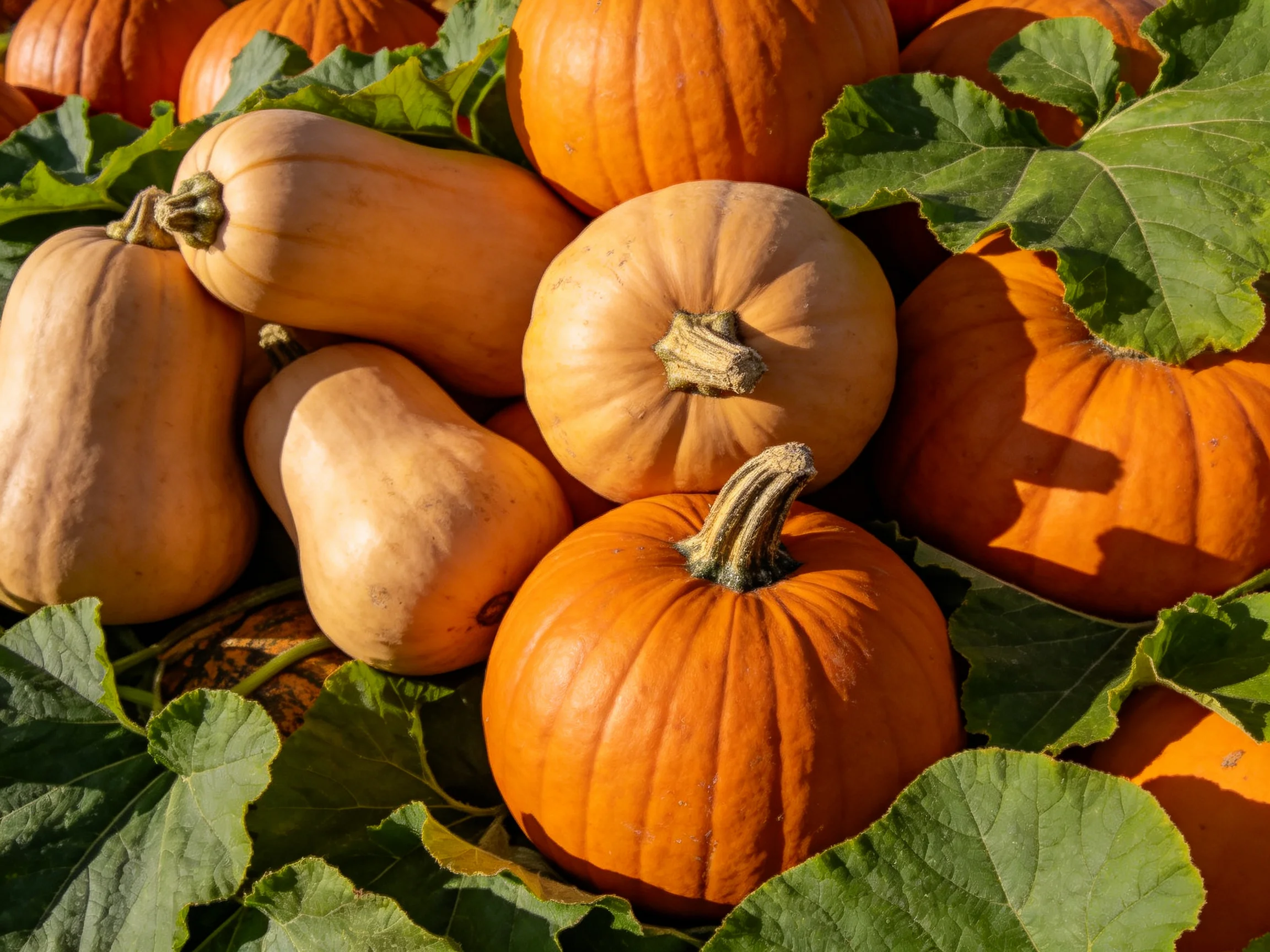 Collection of orange pumpkins and tan squashes amid green leaves