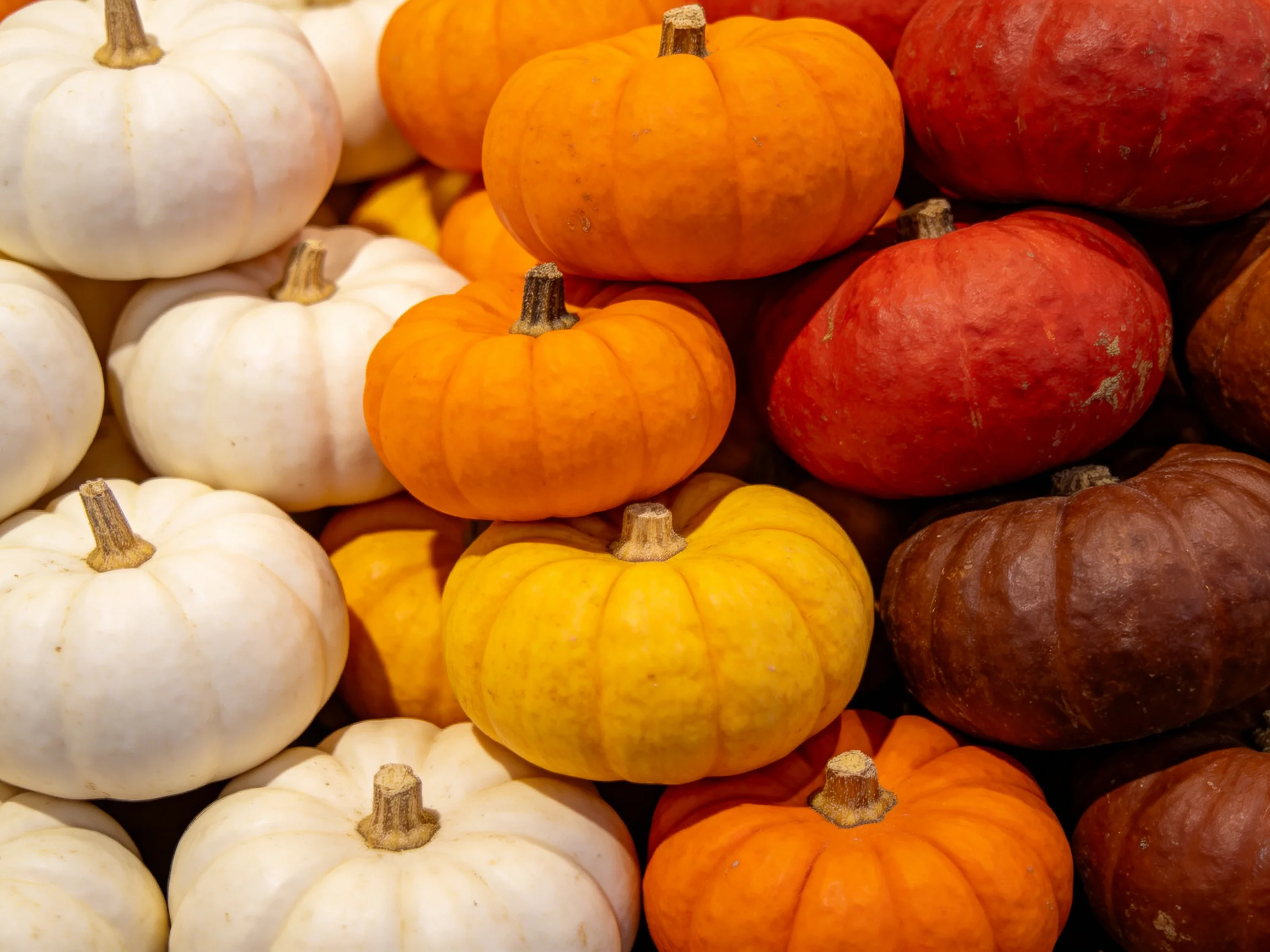 Colorful assortment of small decorative pumpkins in autumnal hues