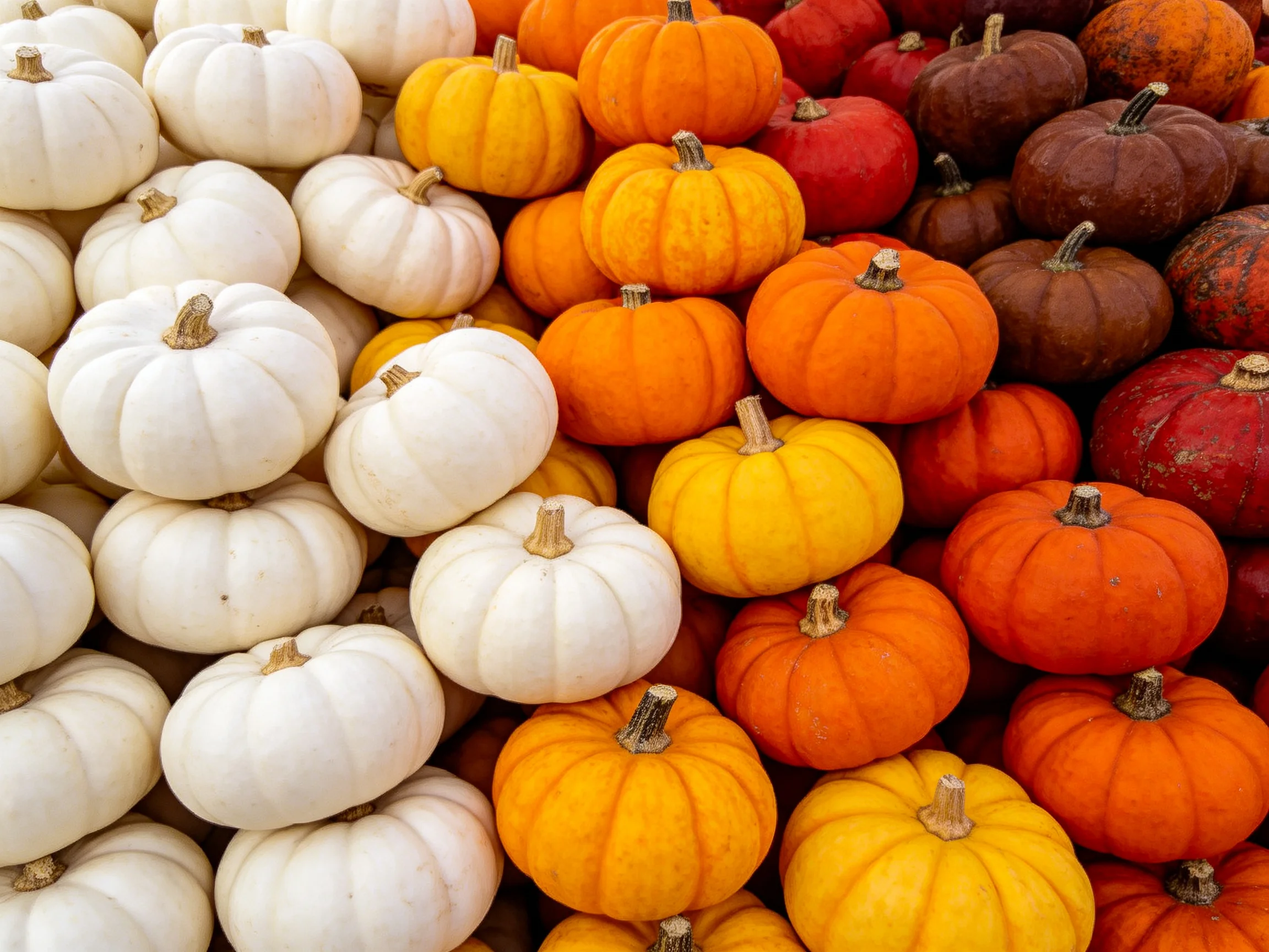 Colorful assortment of small pumpkins in autumnal hues
