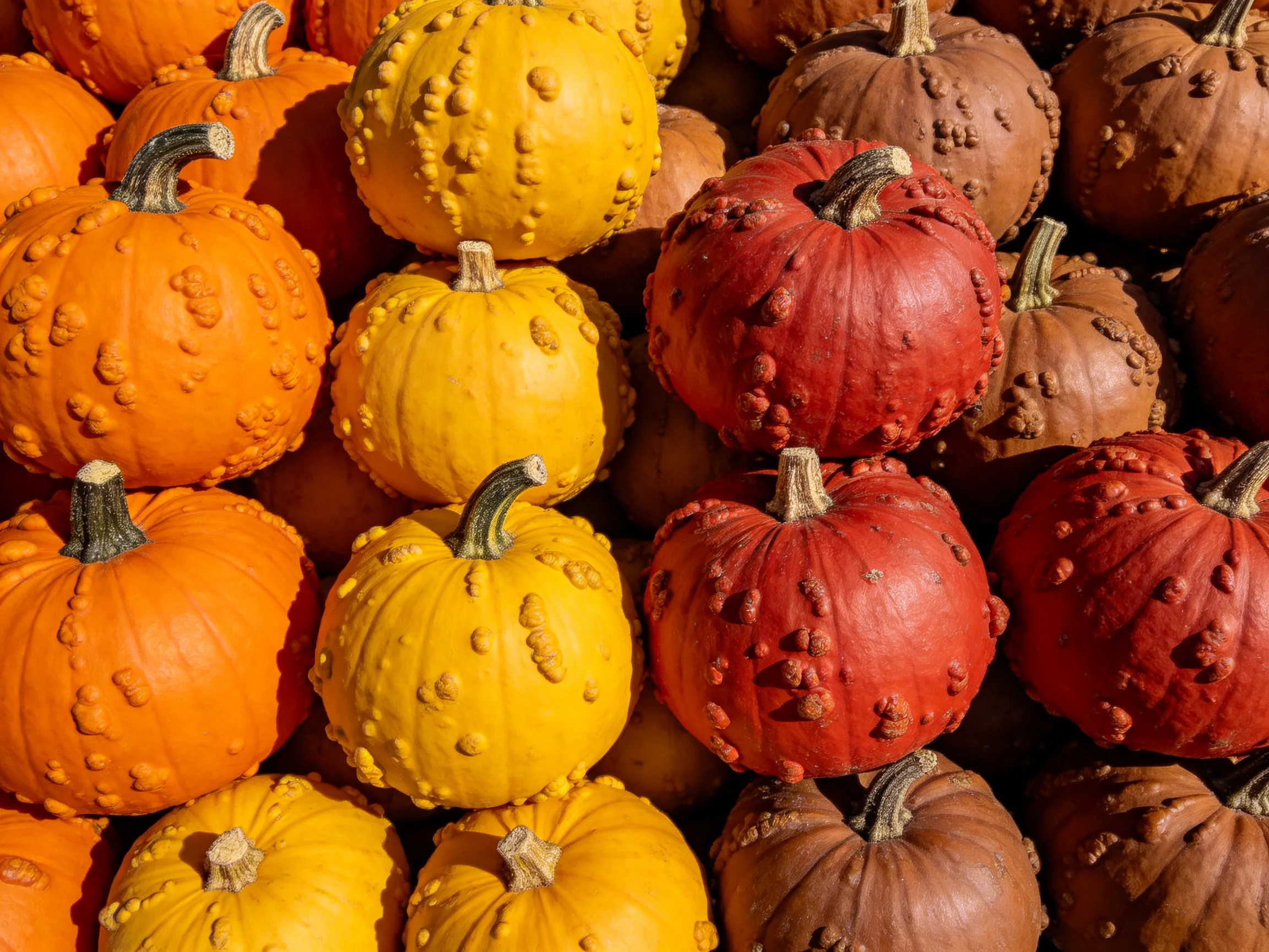 Colorful bumpy pumpkins arranged in rows for display
