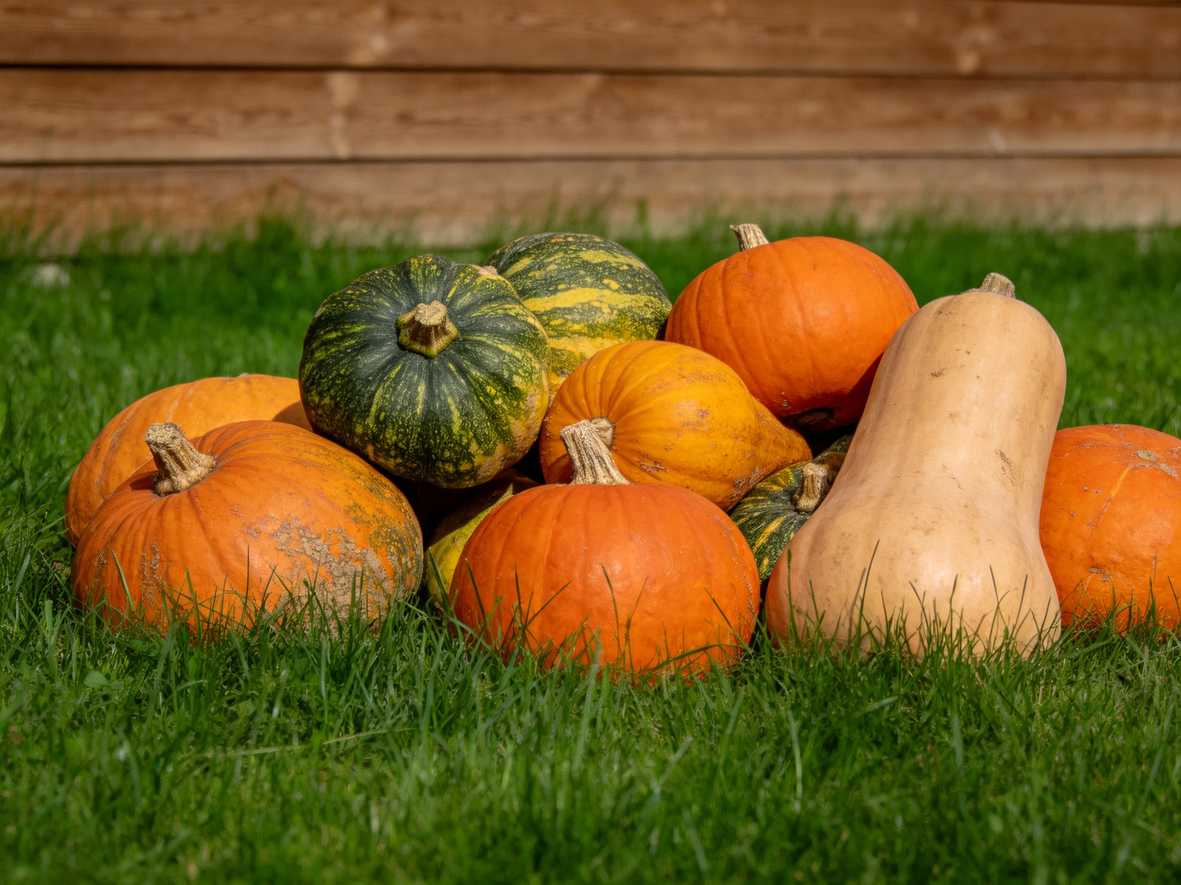 Colorful pumpkin and squash pile on green grass near wooden fence