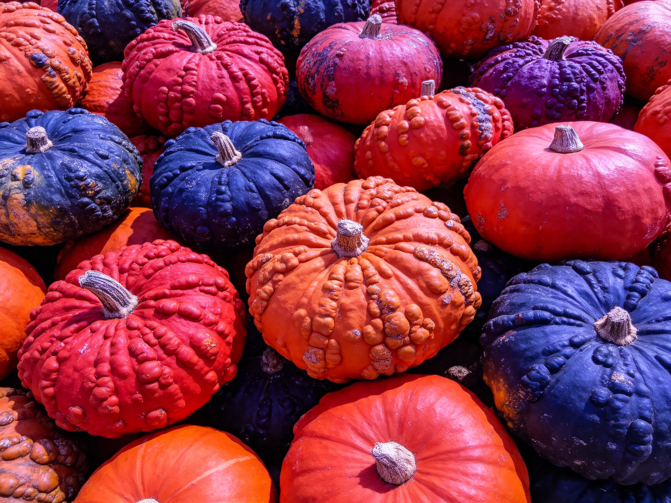 Colorful textured gourds display diverse autumnal shades