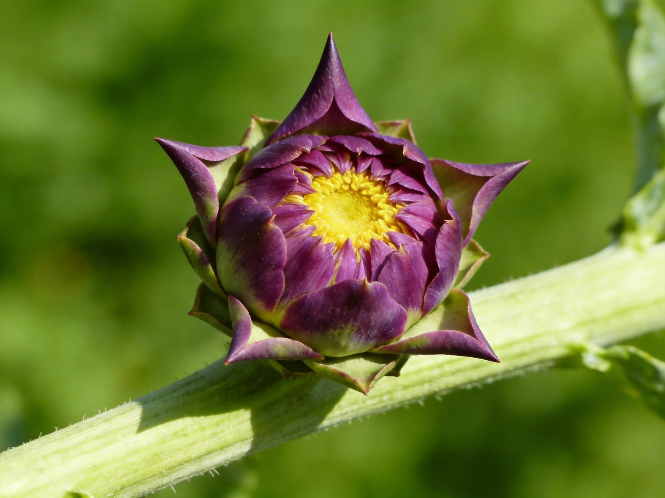 Deep purple flower bud with vibrant yellow center attached to green stem