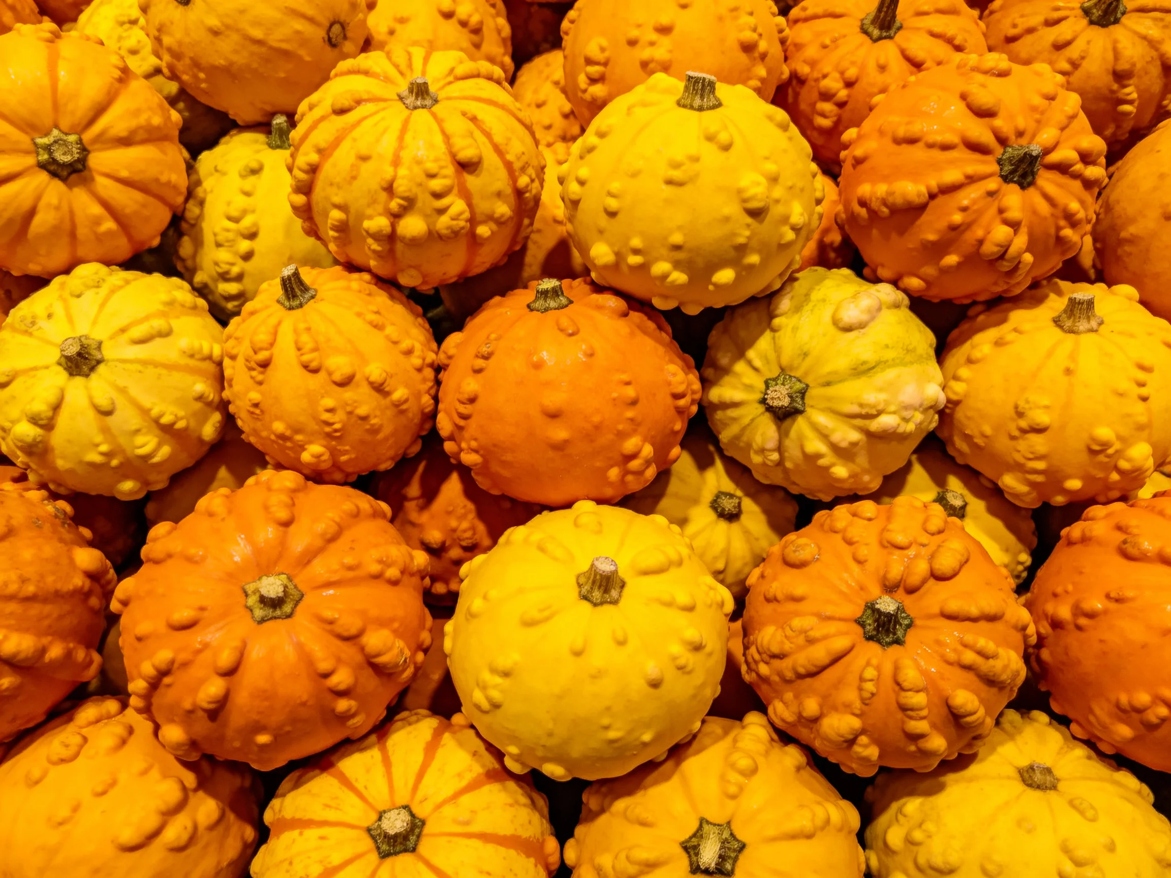 Dense arrangement of small bumpy orange and yellow gourds