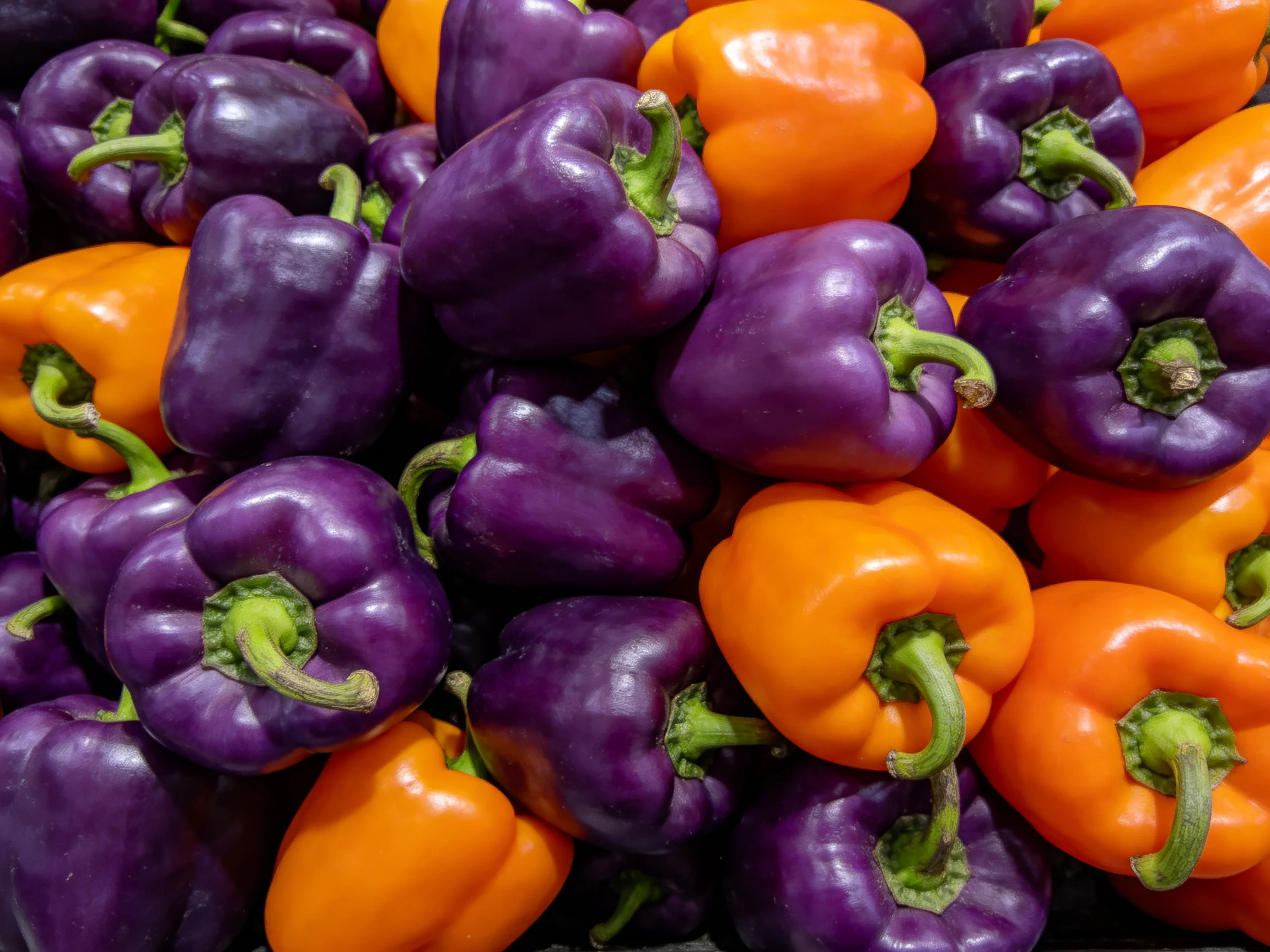 Dense arrangement of vibrant purple and orange bell peppers