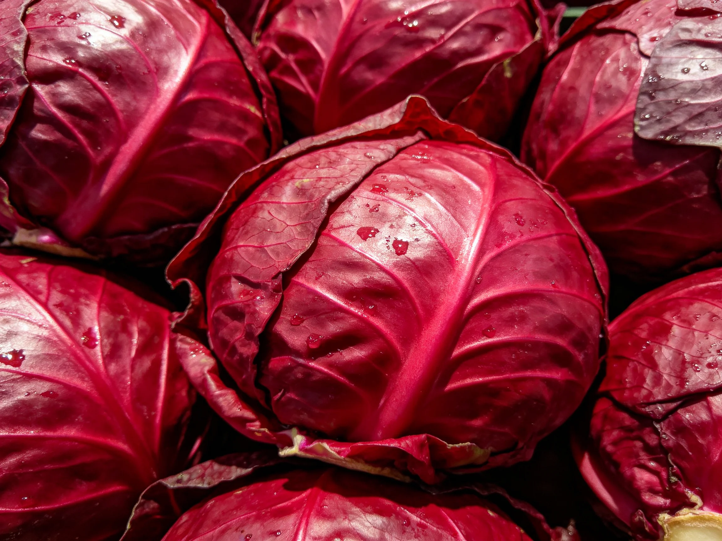 Dense cluster of glossy red cabbages with vivid coloring