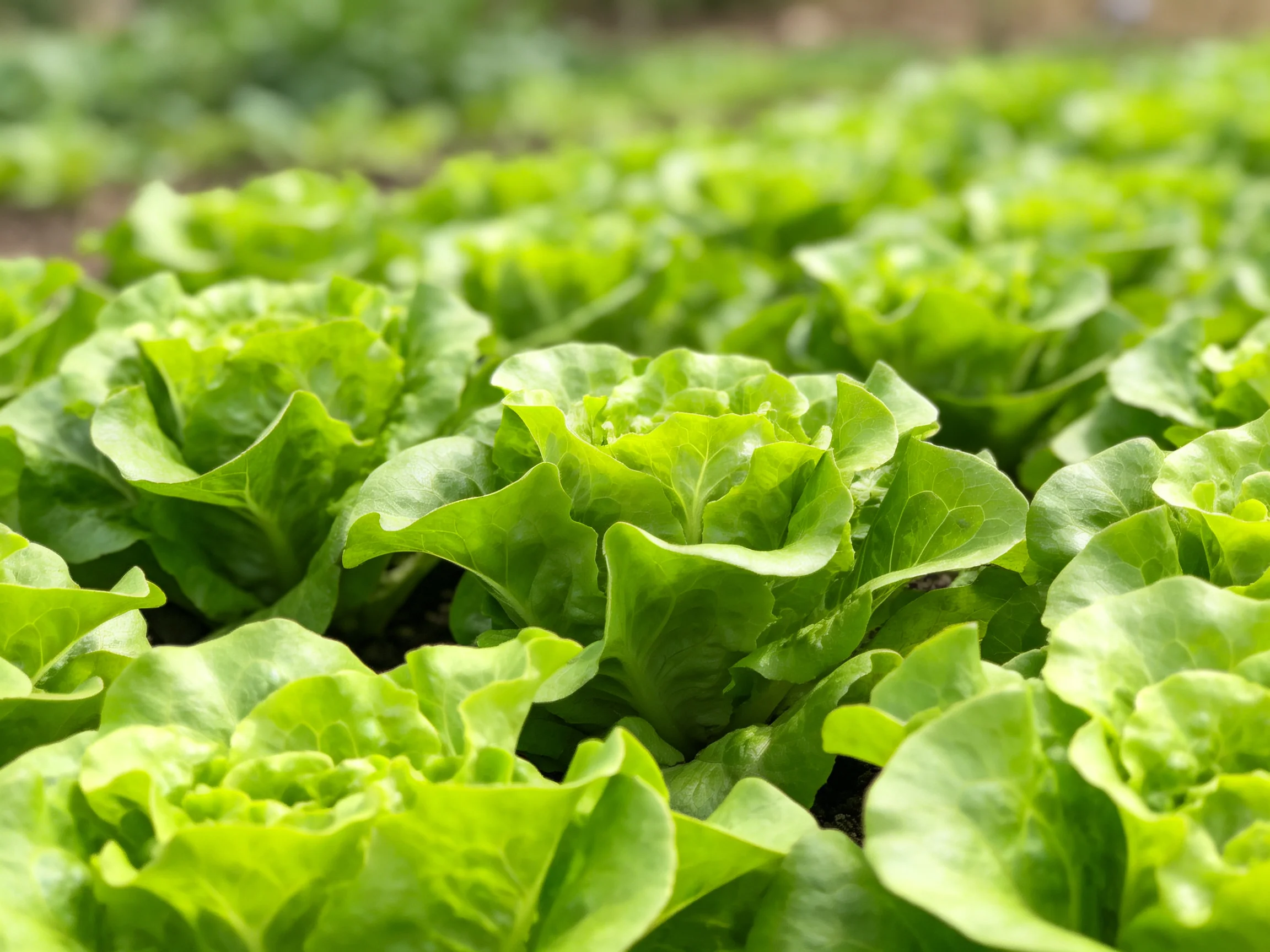 Dense cluster of vibrant green lettuce plants in a cultivated garden