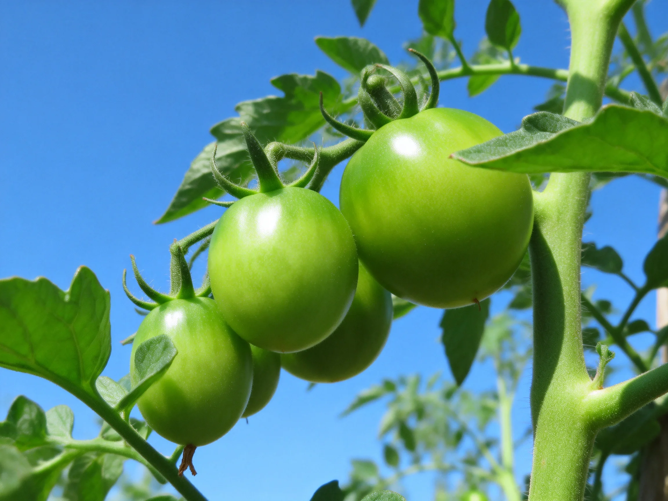 Five unripe green tomatoes grow on a vine under a bright blue sky