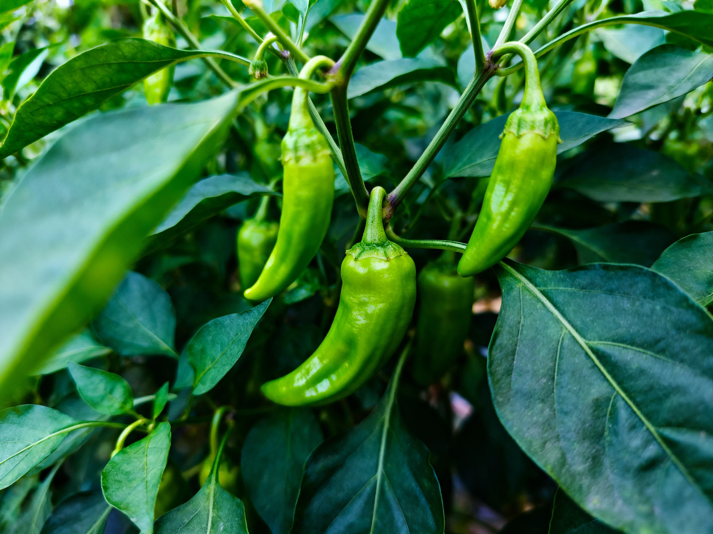 Five vibrant green chili peppers growing among dense dark green foliage