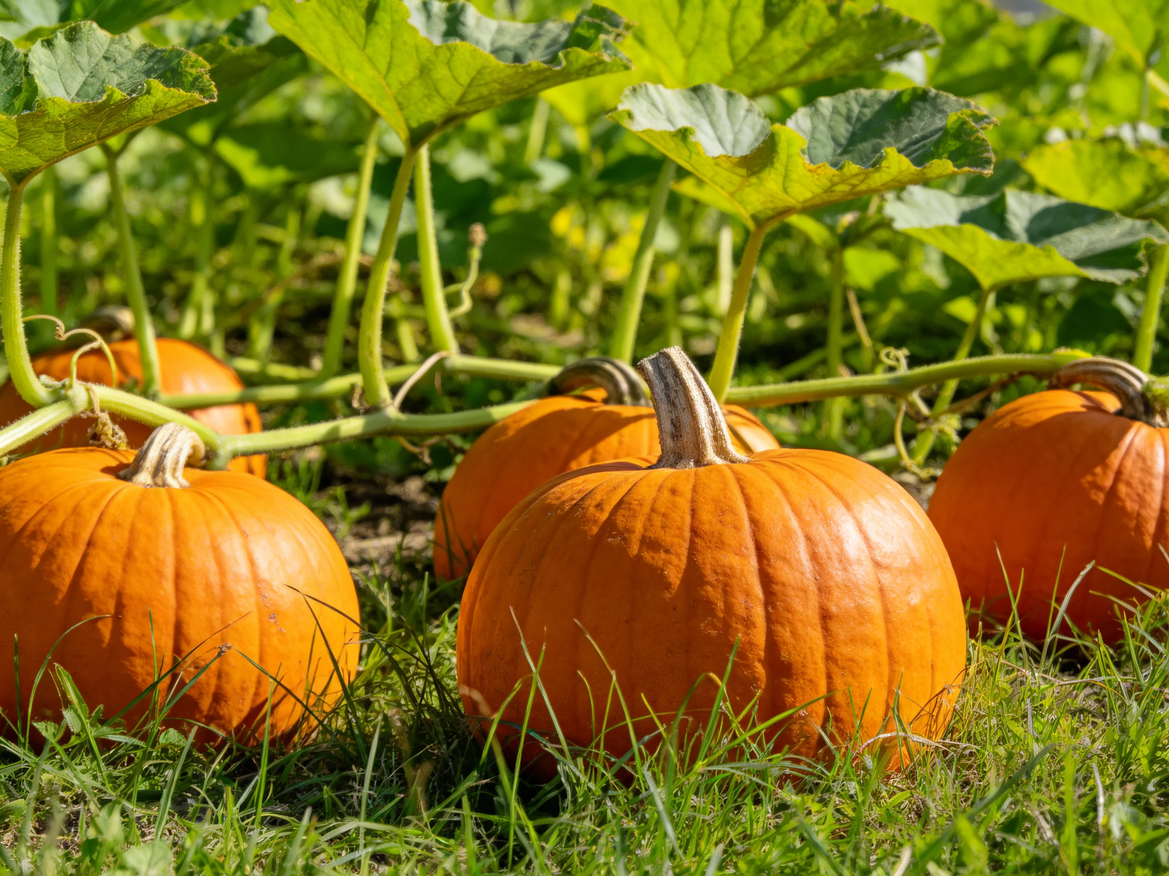 Five vibrant orange pumpkins growing among lush green foliage