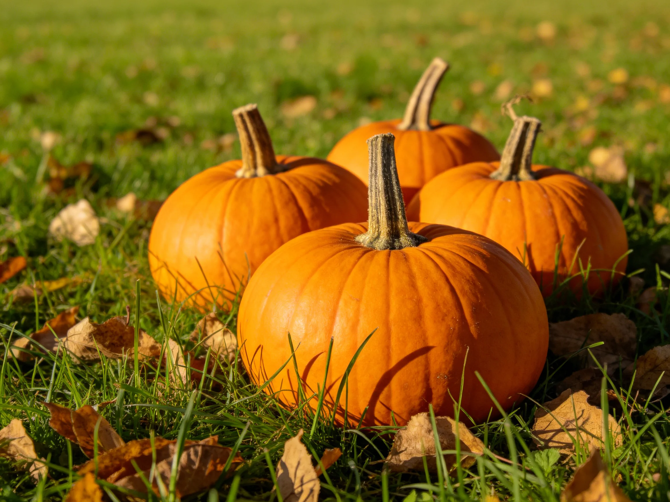 Four bright orange pumpkins on green grass with scattered autumn leaves