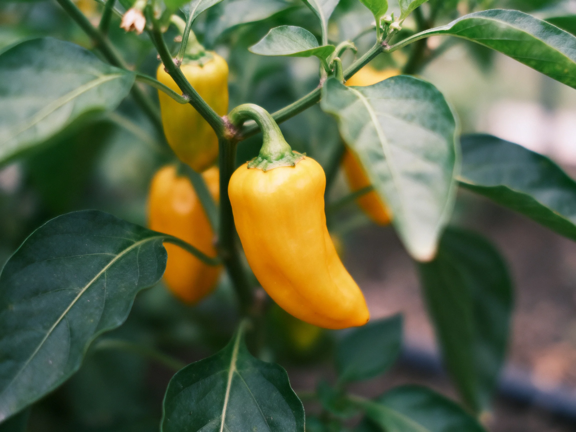 Four bright yellow peppers ripening among large green leaves