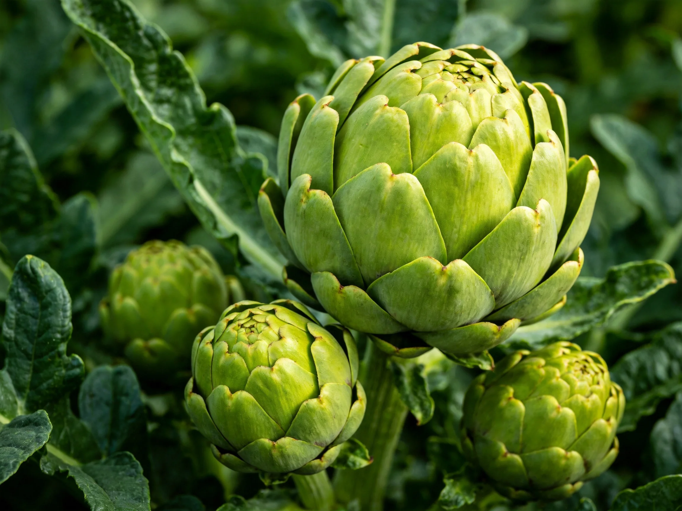Four green artichokes of varying sizes among lush leaves