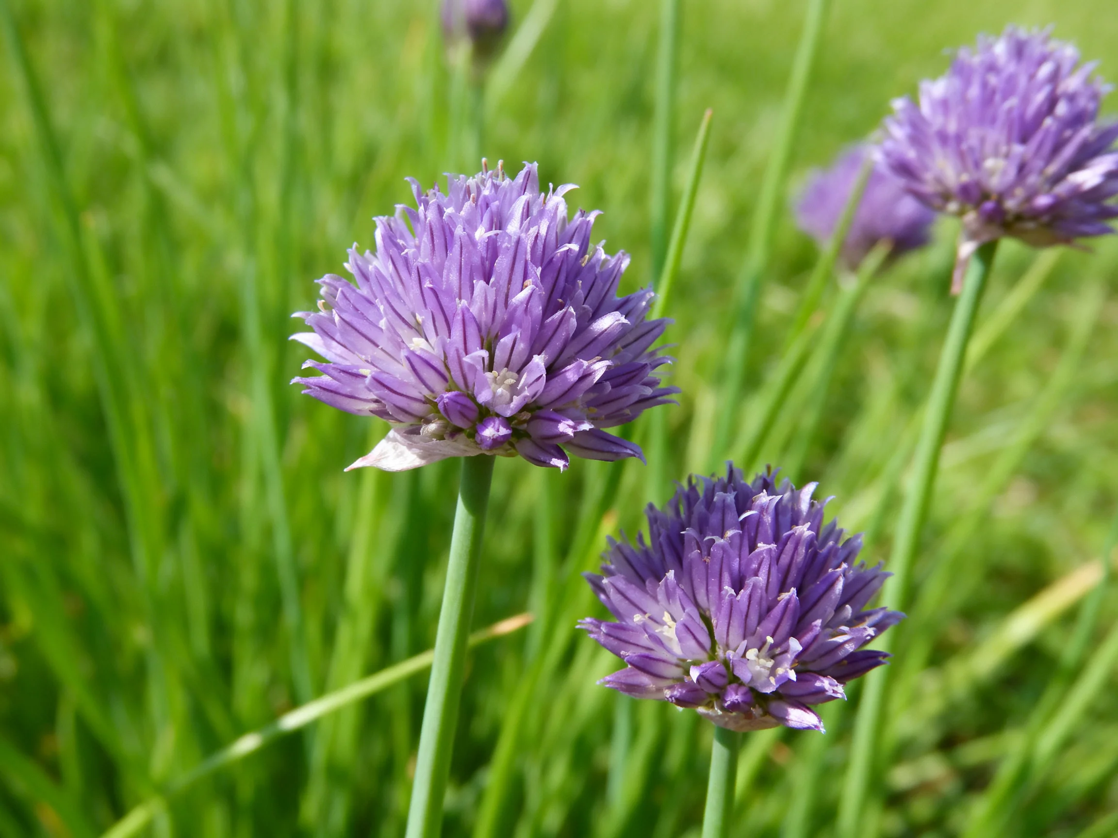 Four vibrant purple chive flowers bloom among tall green foliage