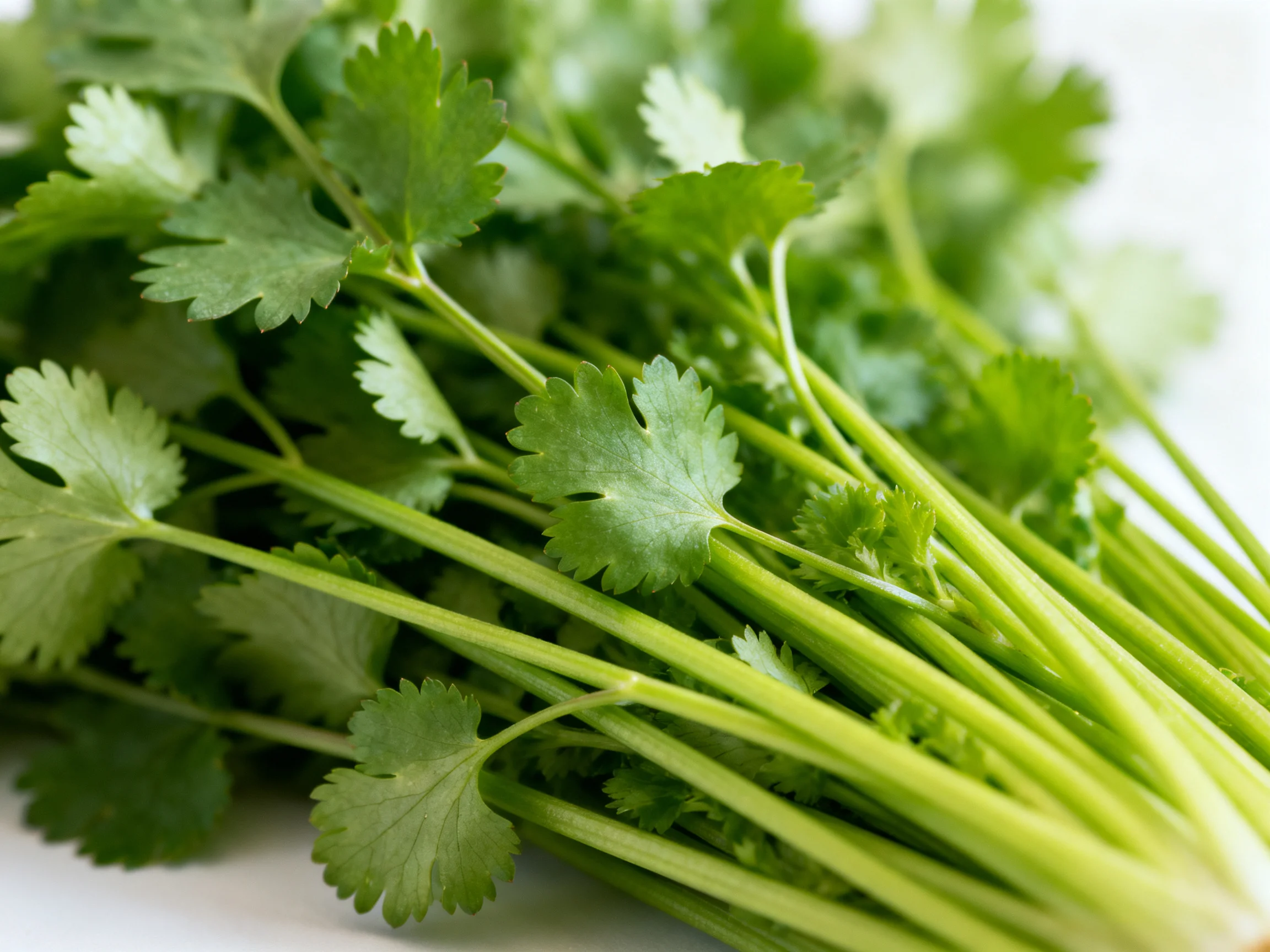 Fresh cilantro bunch with vibrant green leaves and slender stems