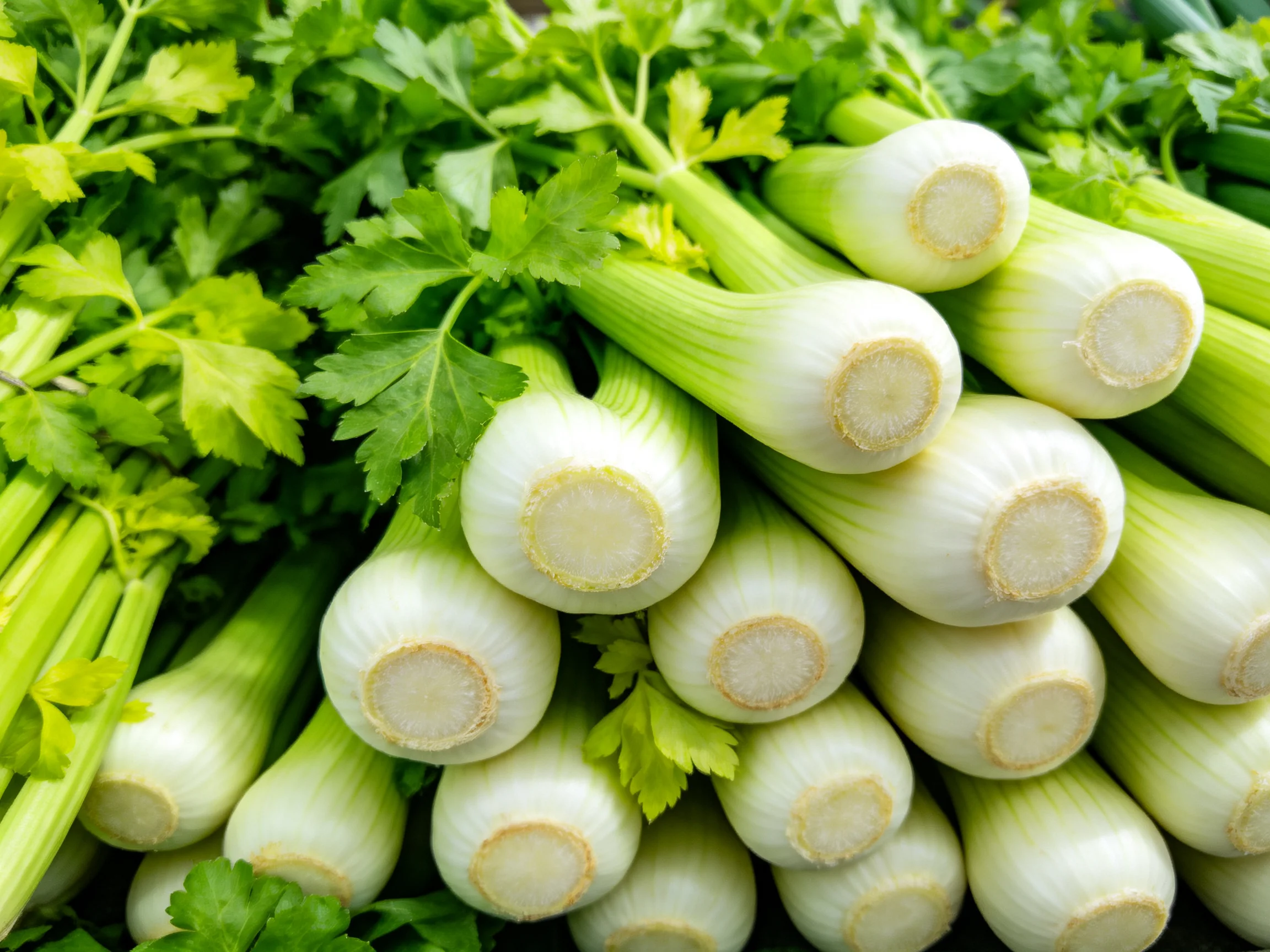 Fresh fennel bulbs and celery bundles with vibrant green foliage