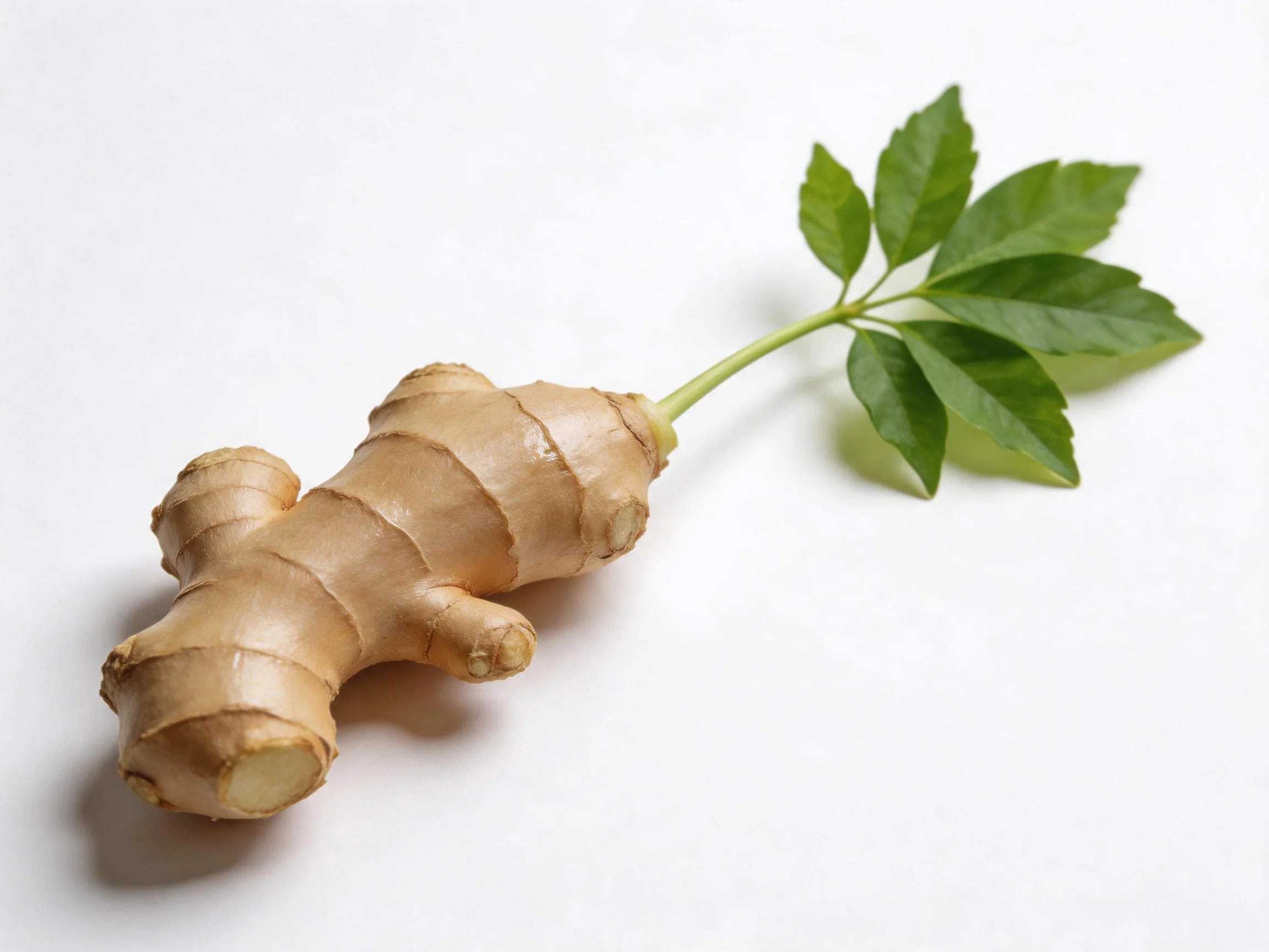 Fresh ginger root with vibrant green foliage on white surface