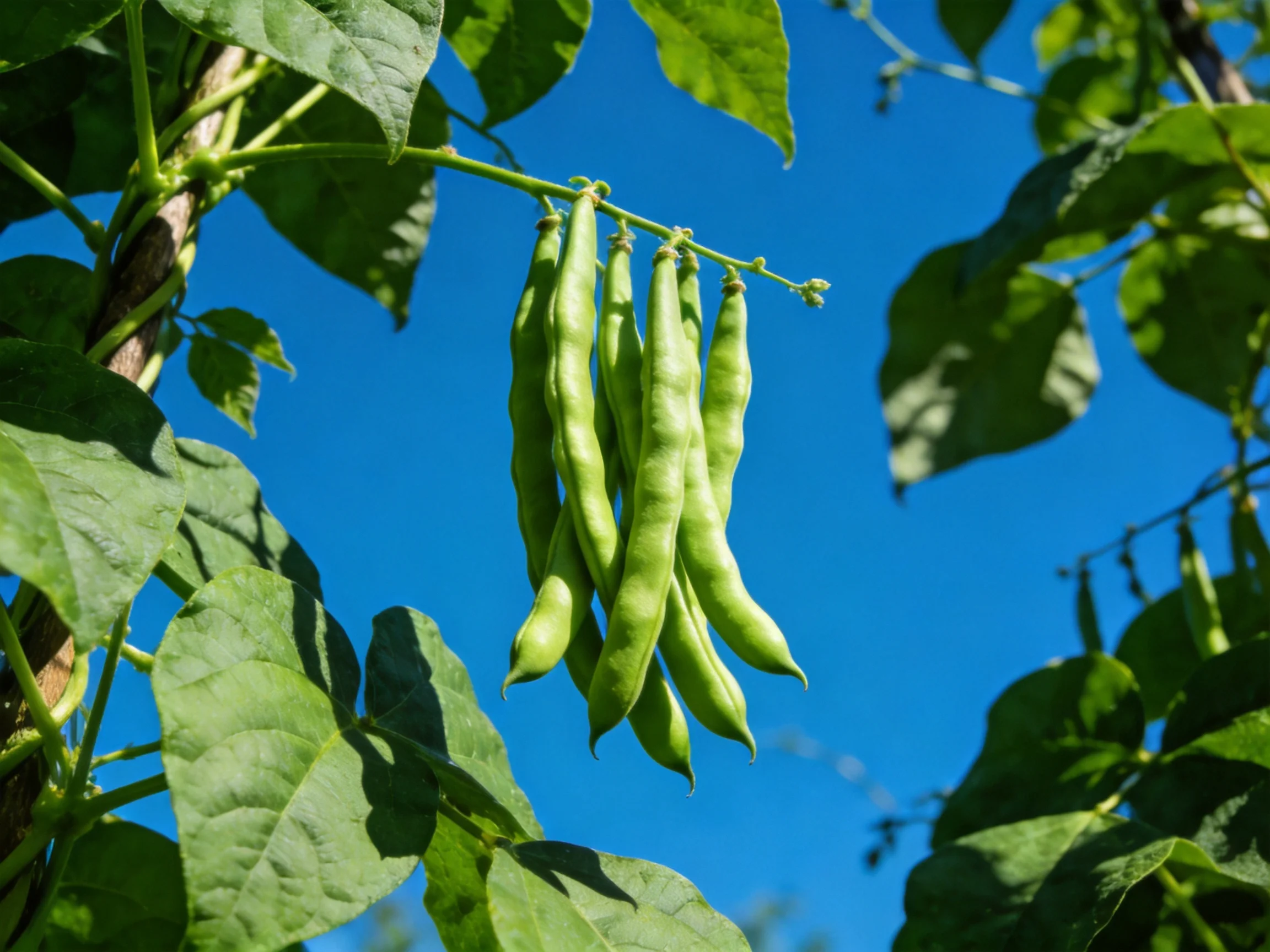 Fresh green bean pods hang from a vine with broad green leaves against a clear blue sky