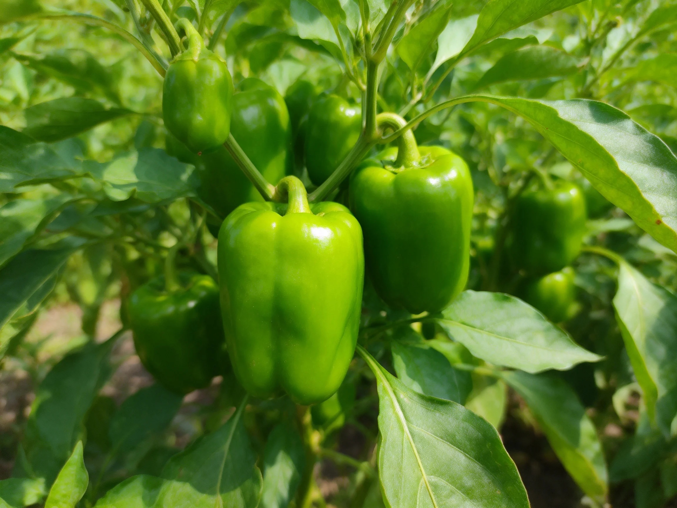 Fresh green bell peppers growing on a leafy plant in a sunlit garden