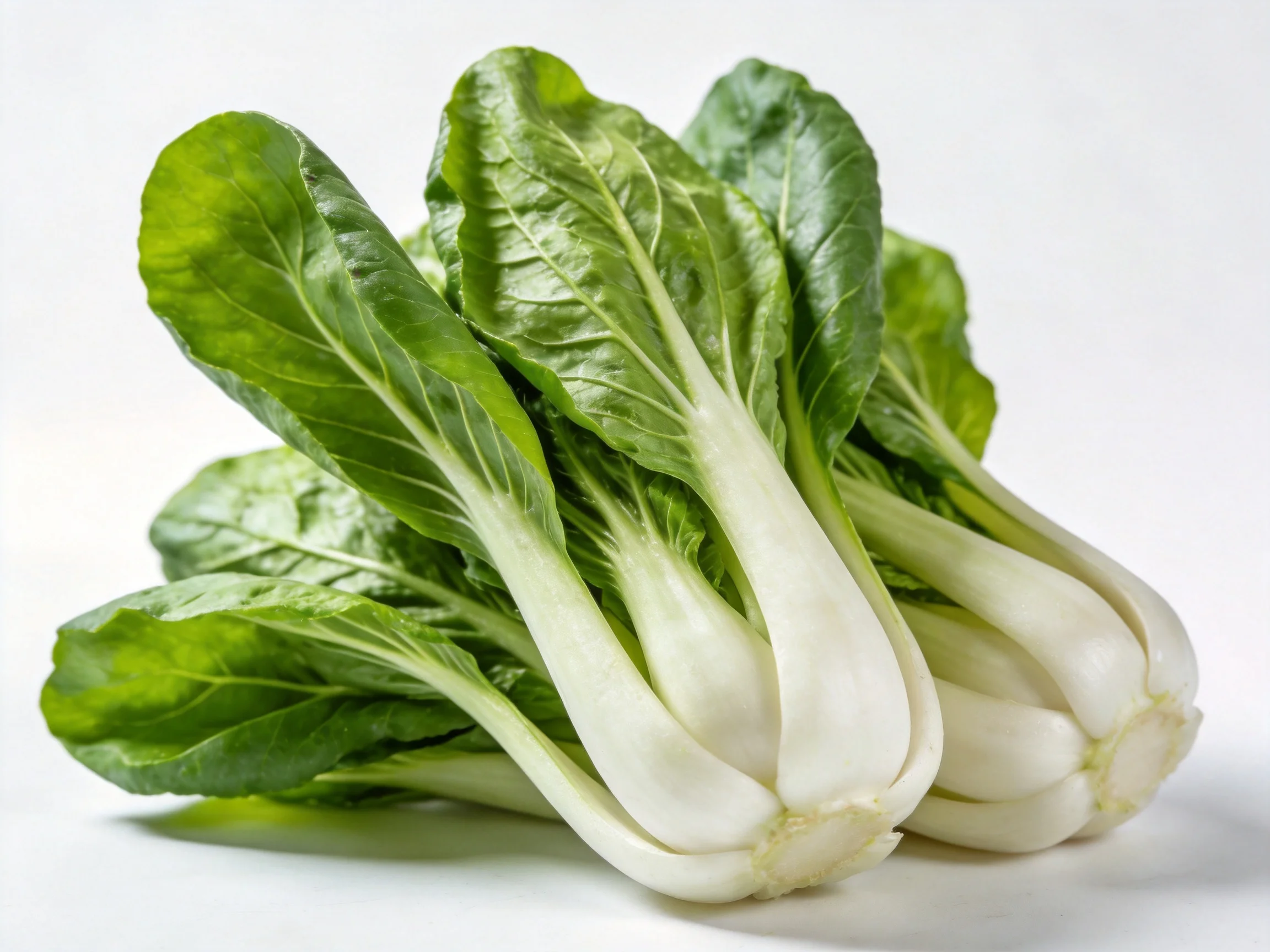 Fresh green bok choy with crisp white stems