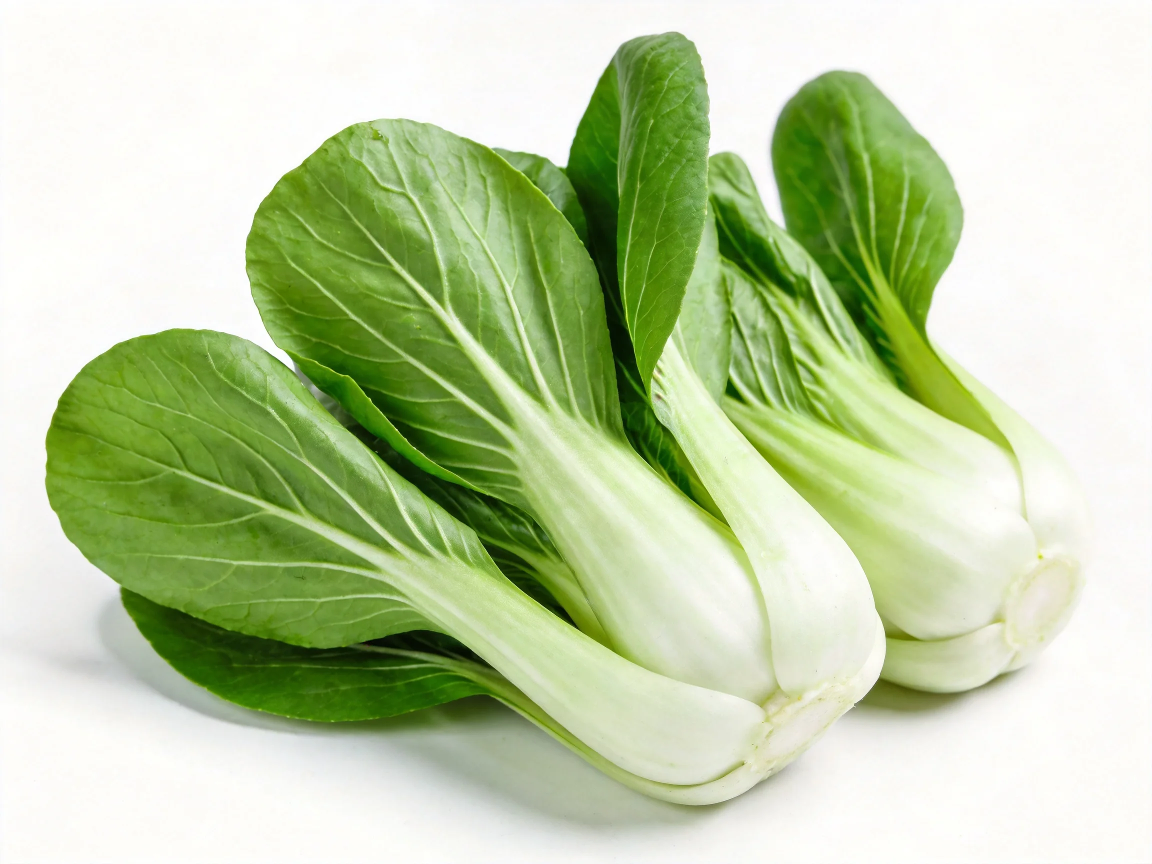 Fresh green bok choy with crisp white stems