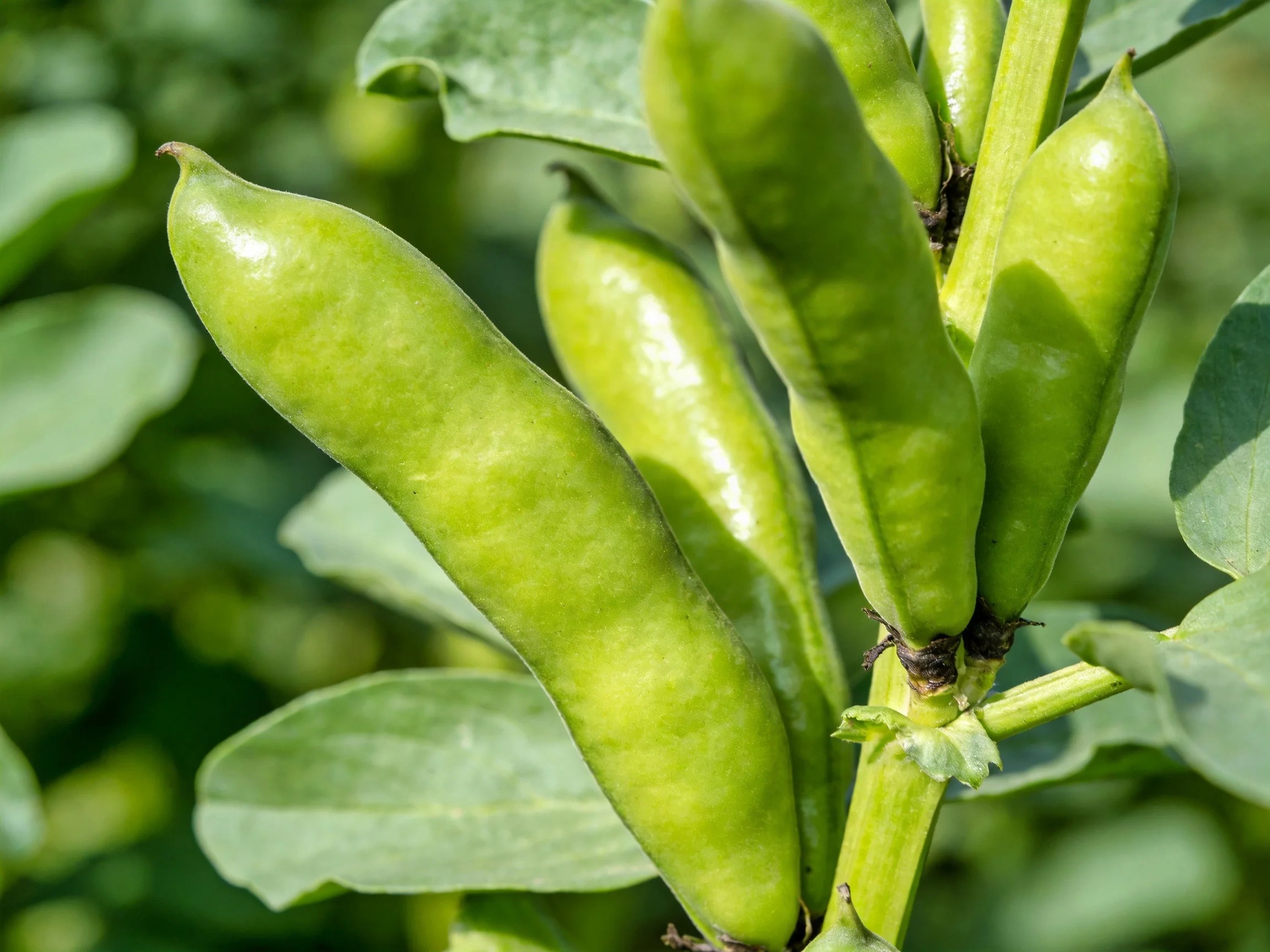 Fresh green broad bean pods clustered on a leafy plant