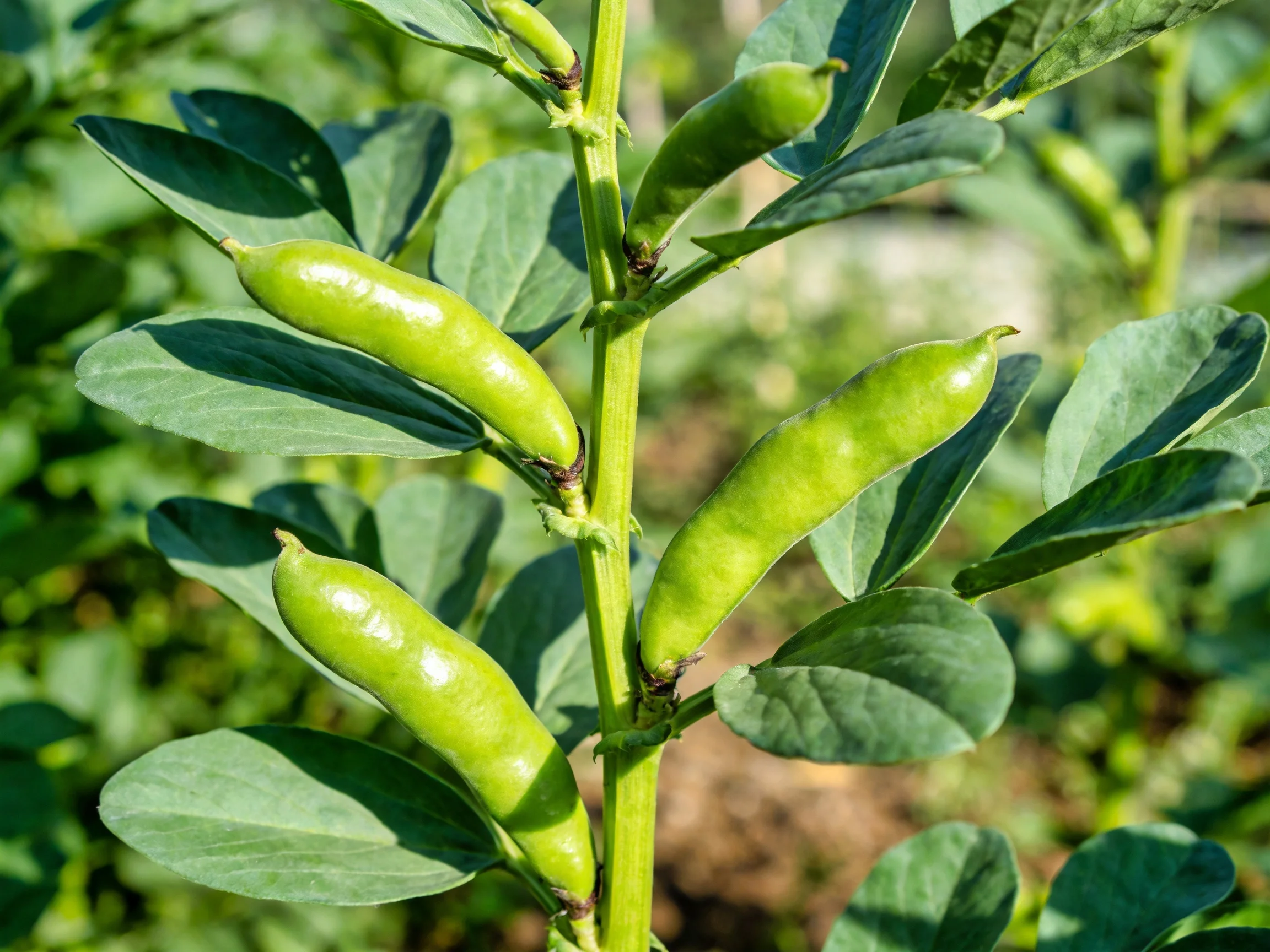Fresh green broad bean pods growing on a healthy plant stem