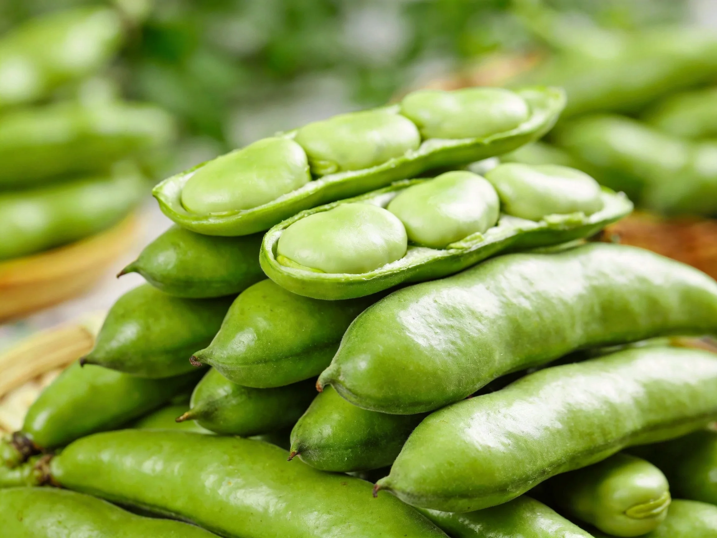 Fresh green broad bean pods stacked with some opened pods revealing seeds