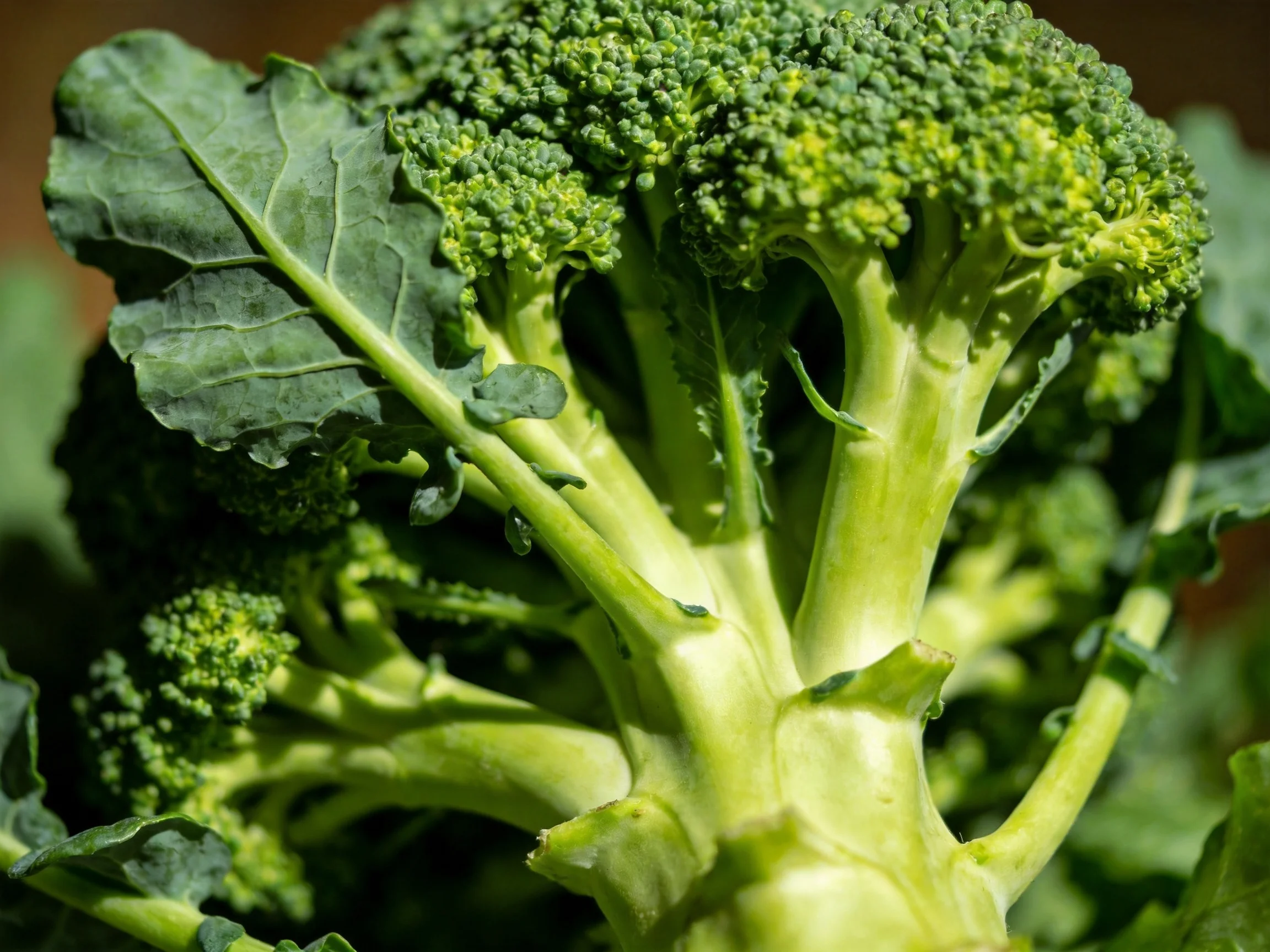 Fresh green broccoli with thick stems and large leaves