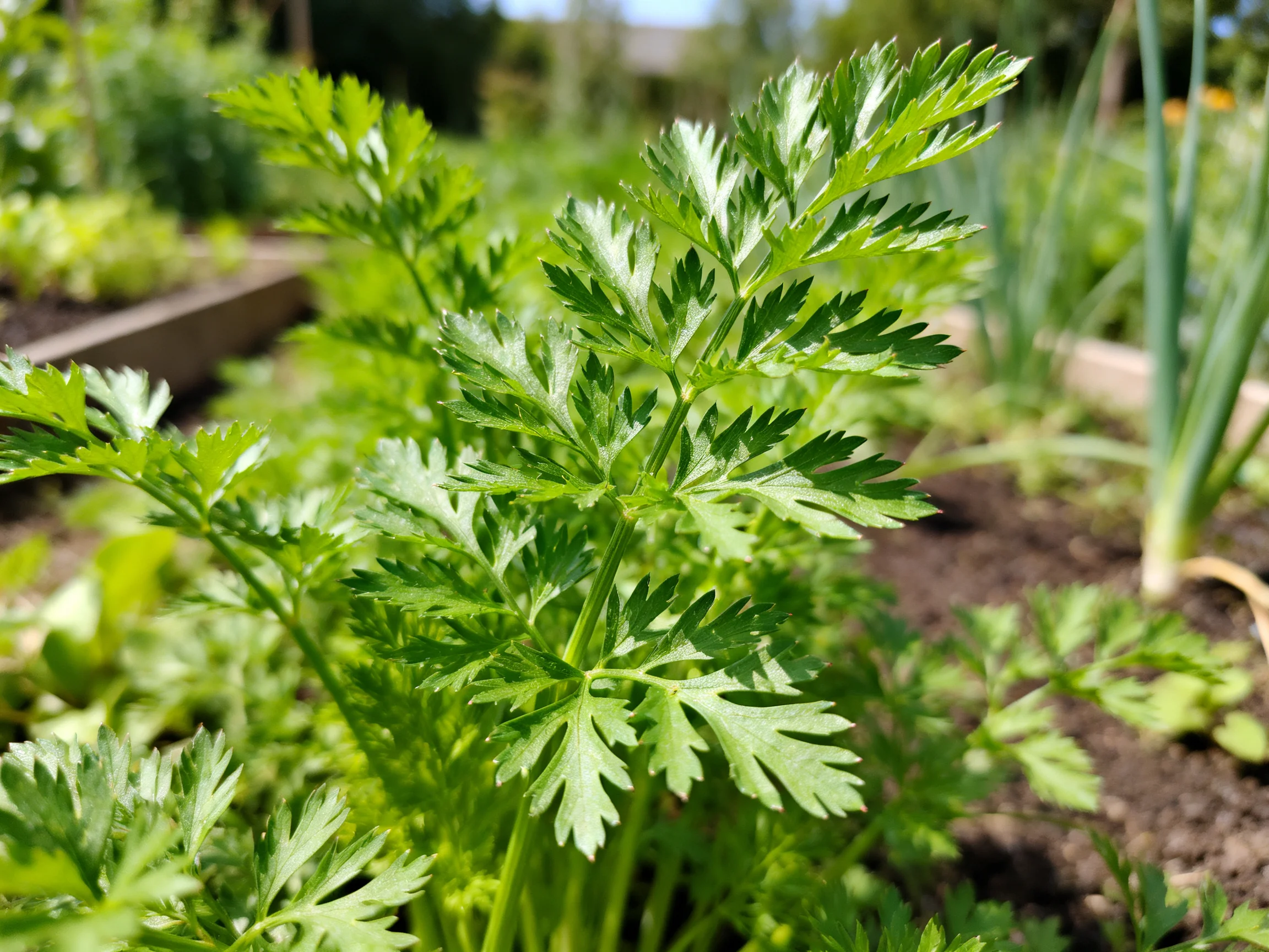 Fresh green herb plant thriving in a sunny vegetable garden bed