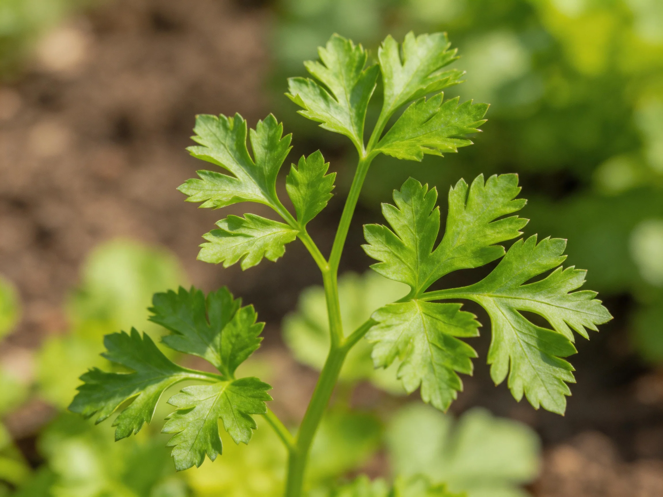 Fresh green herb plant with feathery serrated leaves in garden