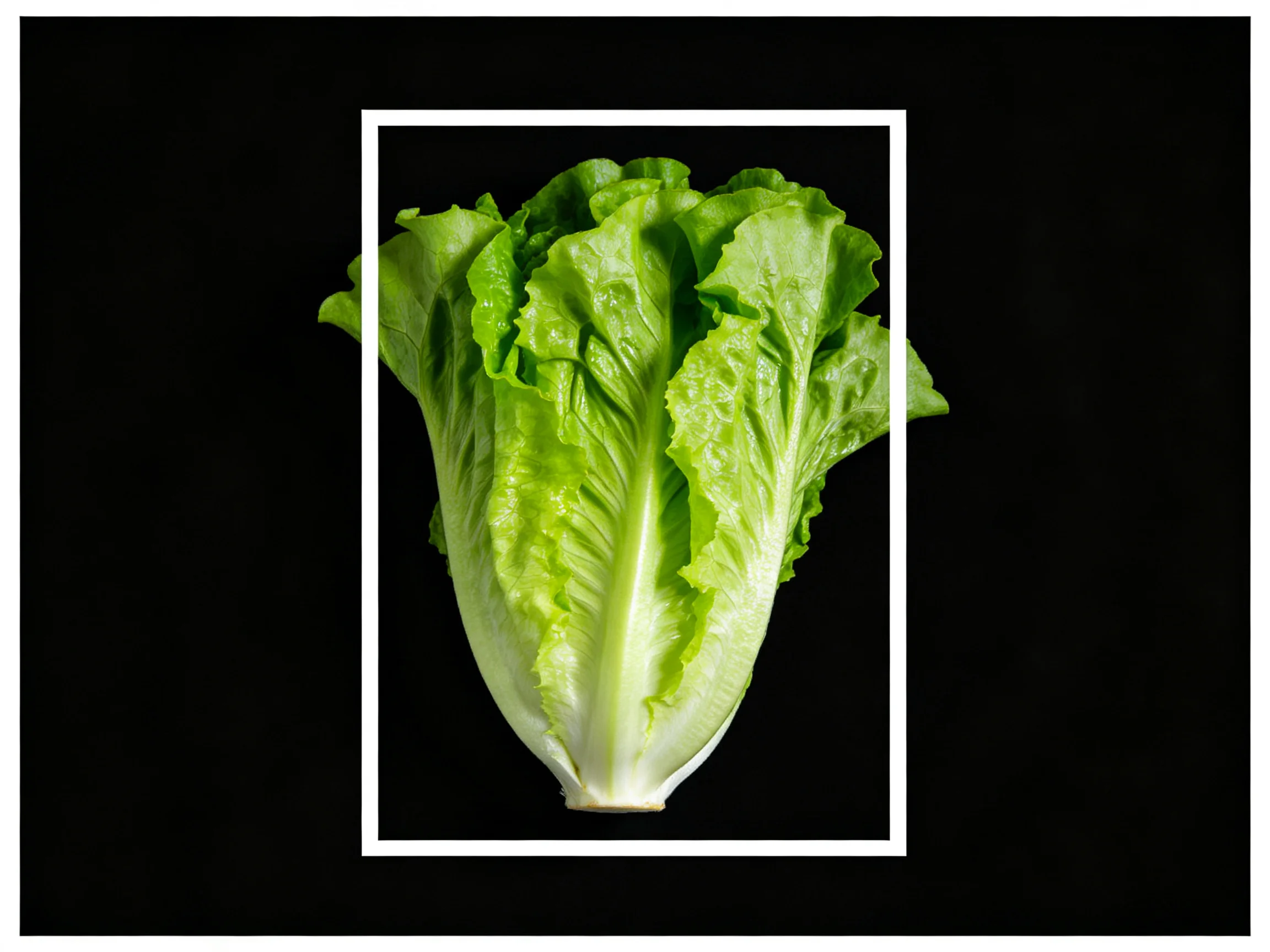 Fresh green lettuce head framed by a white rectangular border on a black background