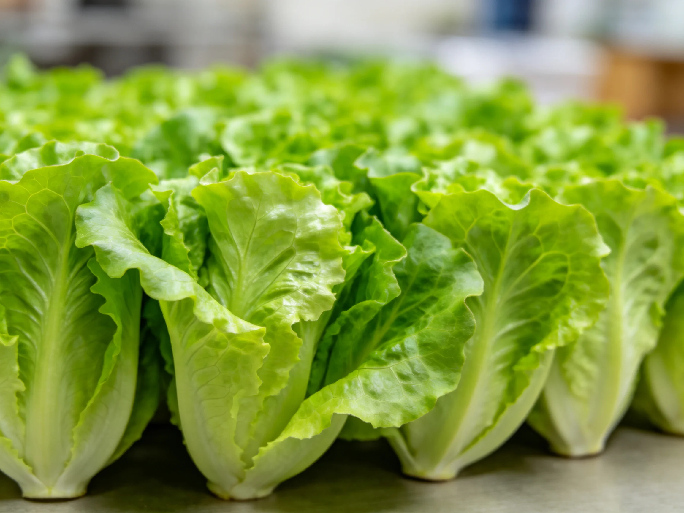 Fresh green lettuce heads arranged closely in dense clusters