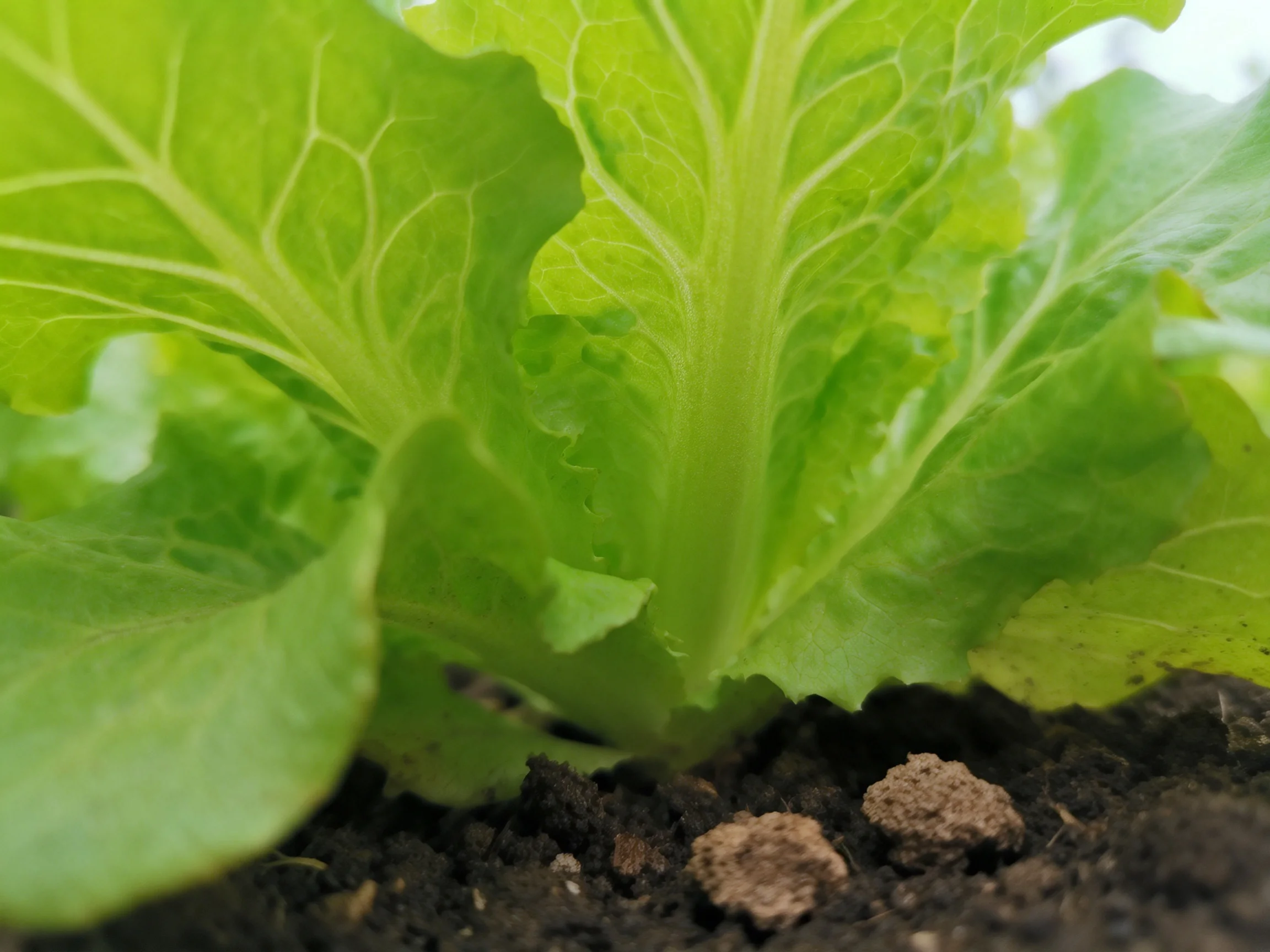 Fresh green lettuce leaves growing in dark fertile soil