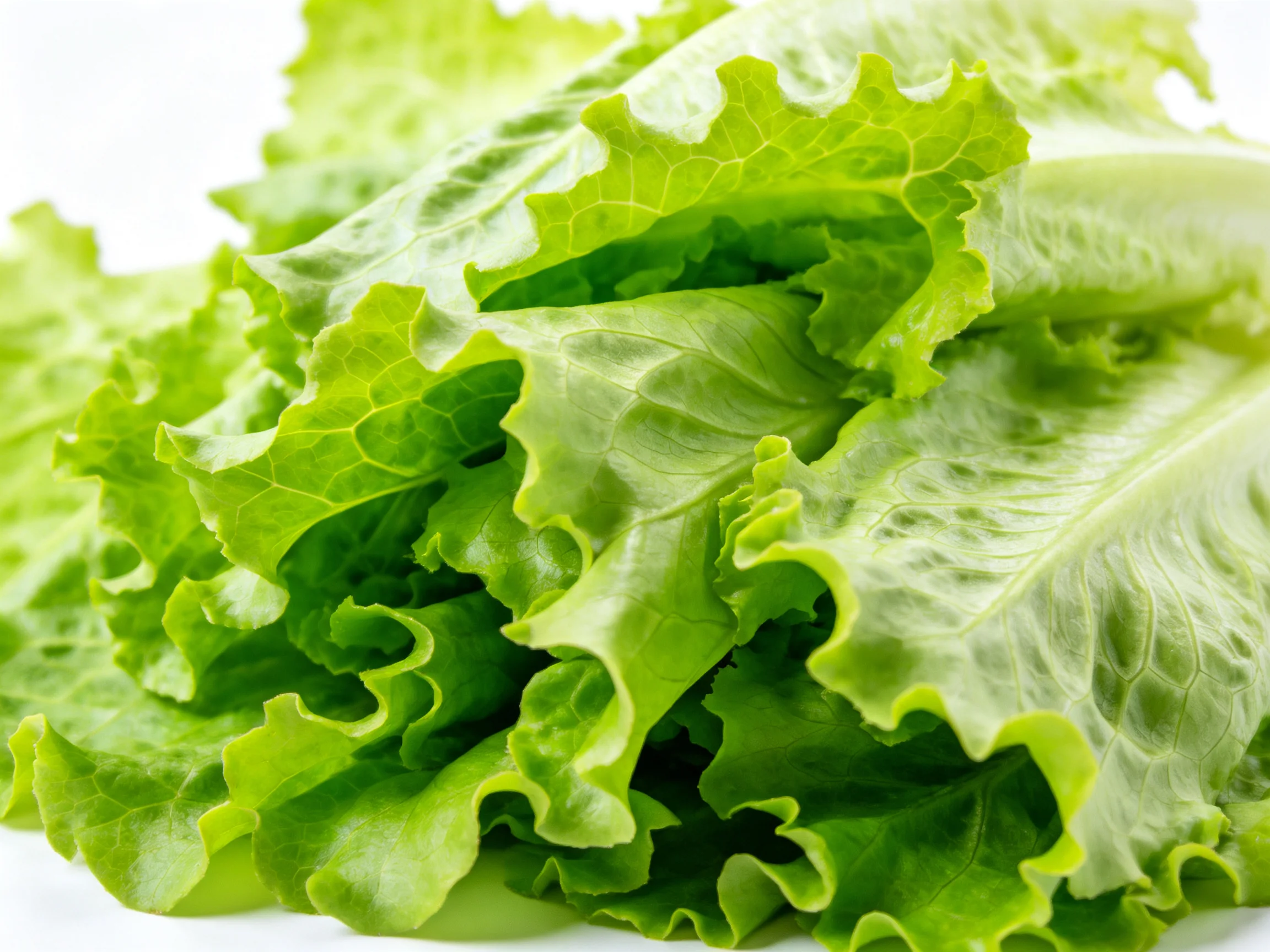Fresh green lettuce leaves with ruffled edges and vibrant color