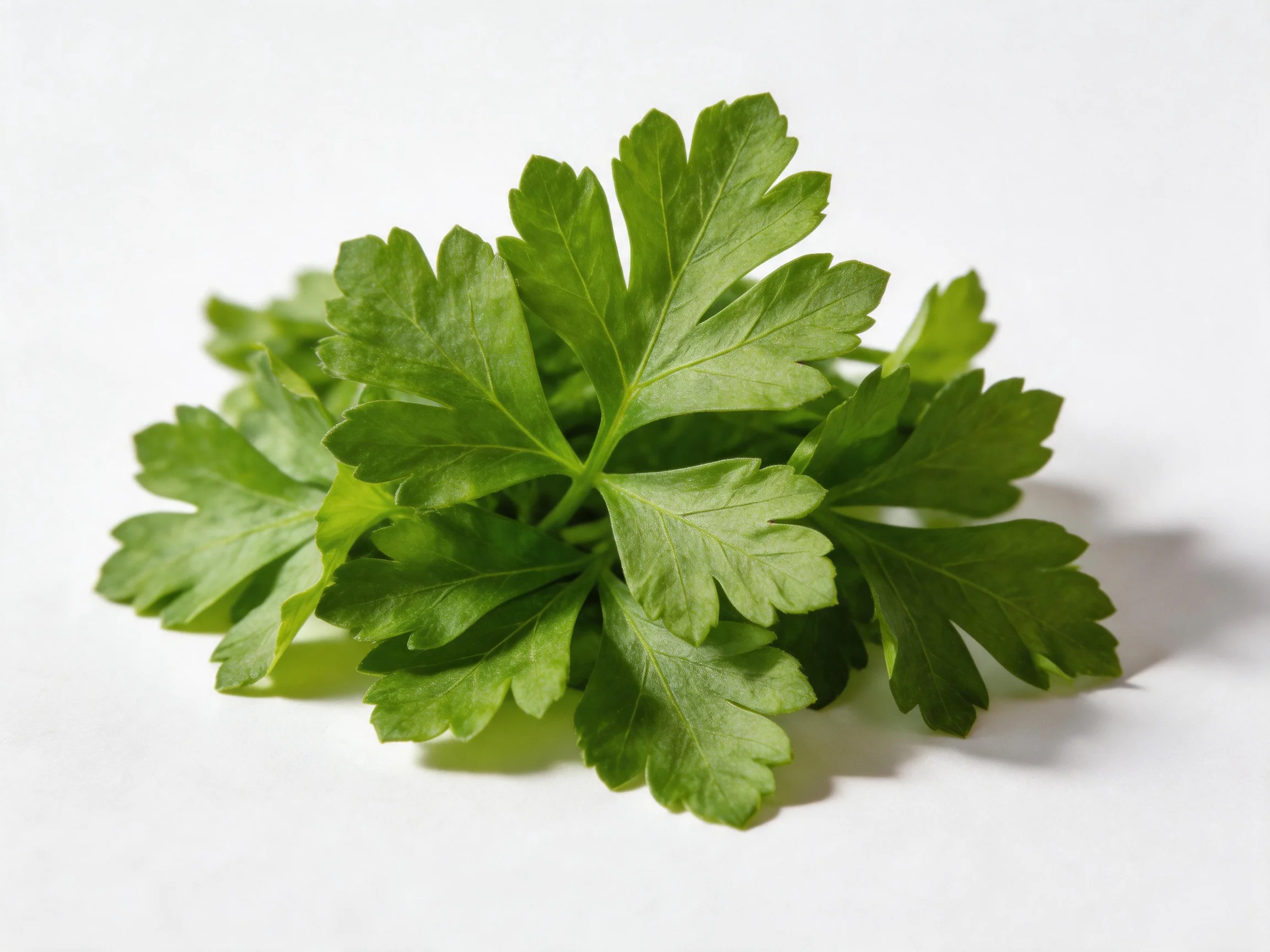Fresh green parsley leaves arranged closely on a plain white surface
