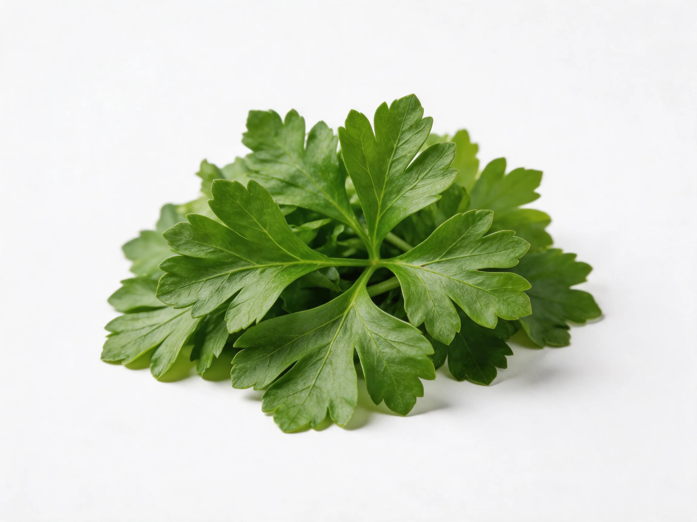 Fresh green parsley leaves clustered on a white background