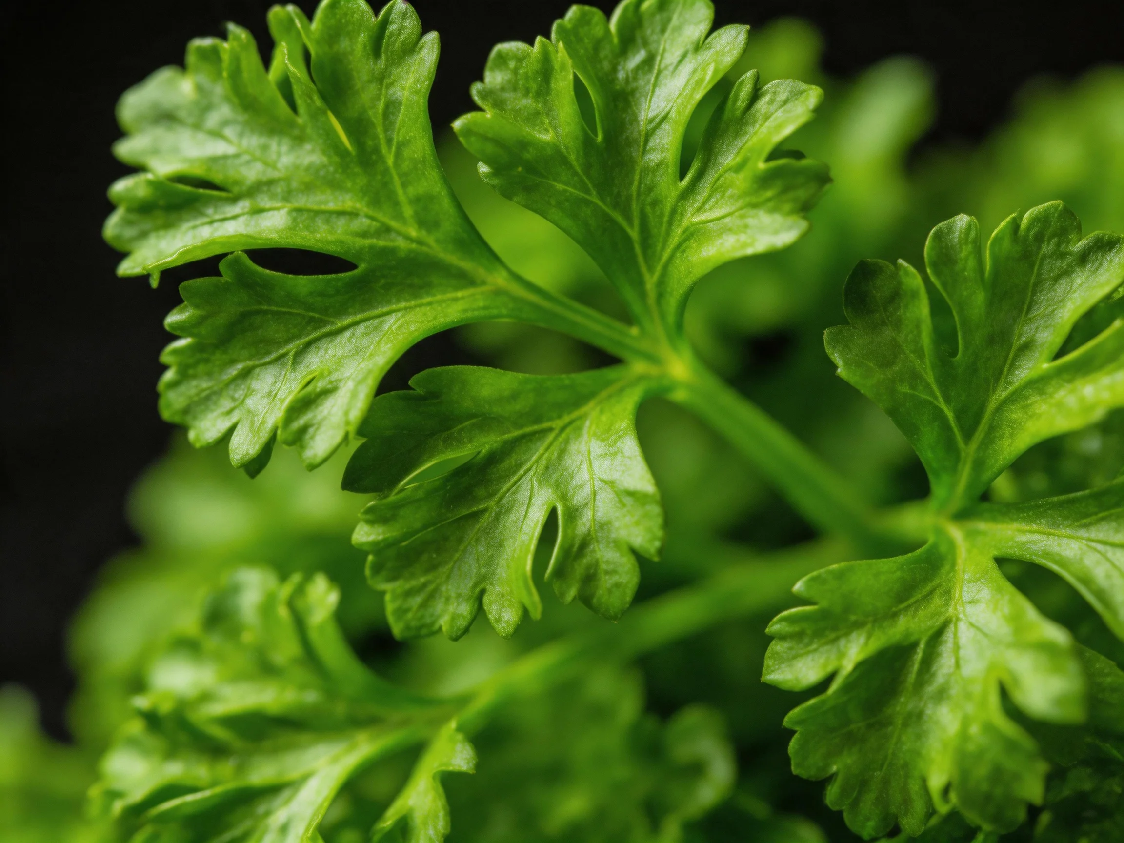 Fresh green parsley leaves with intricate frilly patterns