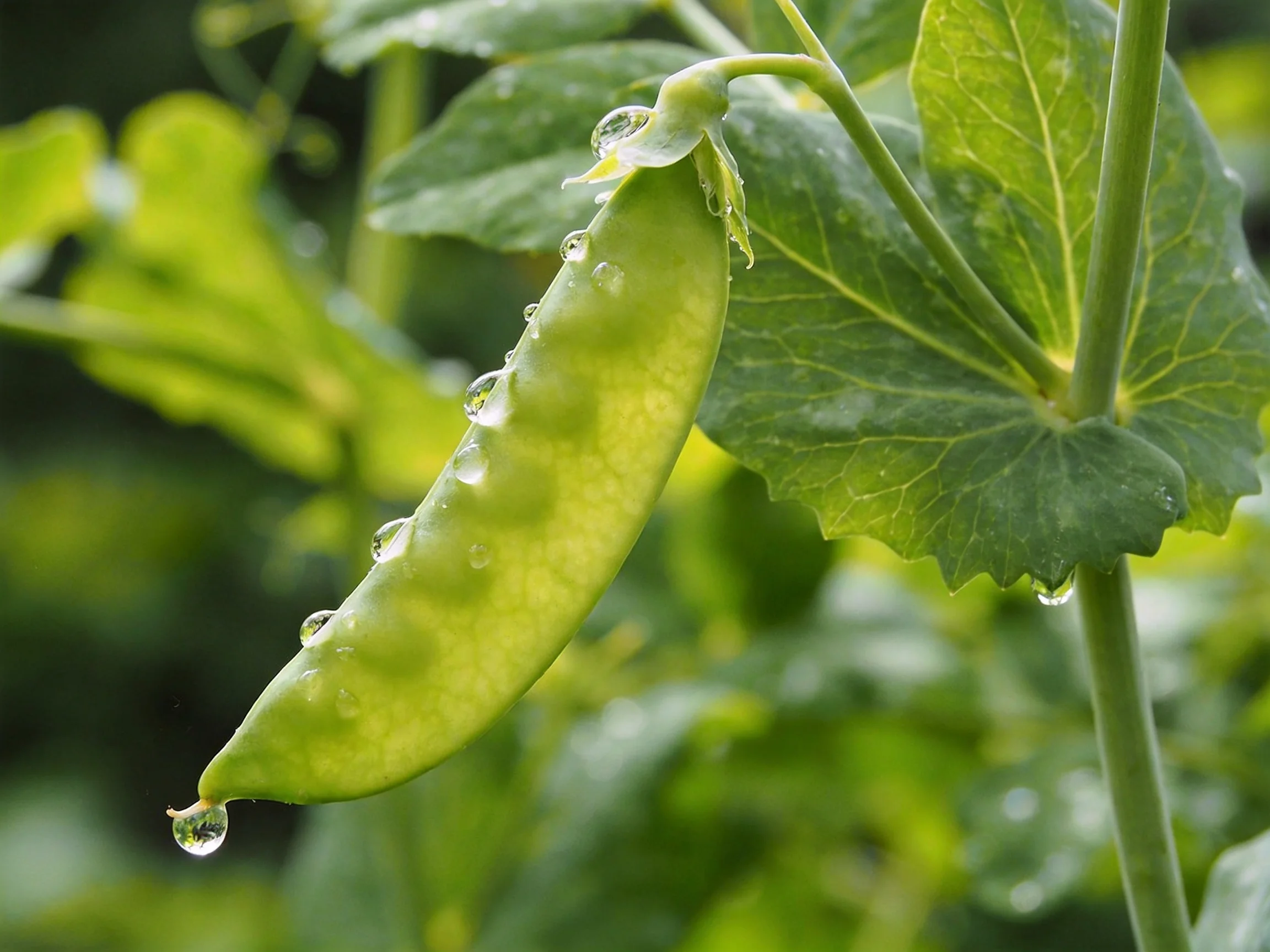 Fresh green pea pod with glistening water droplets amidst lush green foliage
