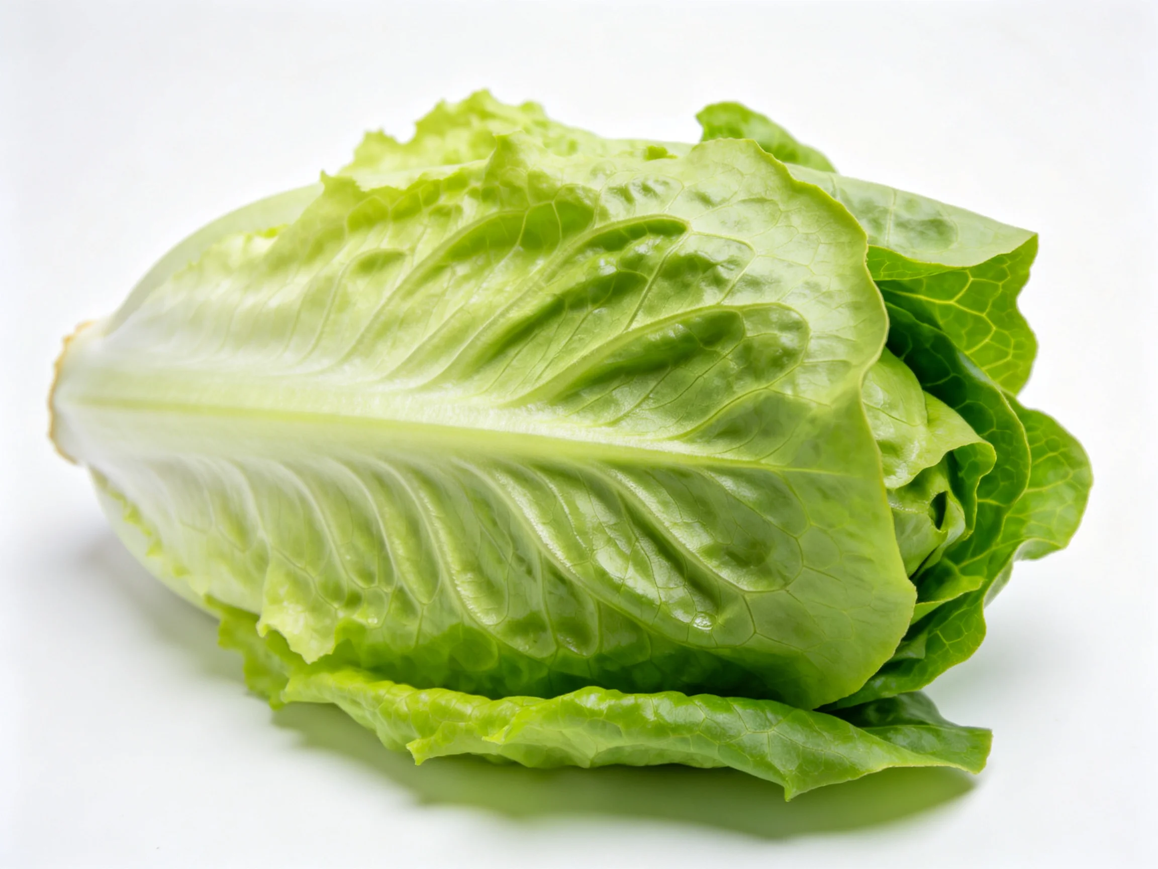 Fresh green romaine lettuce with crisp textured leaves