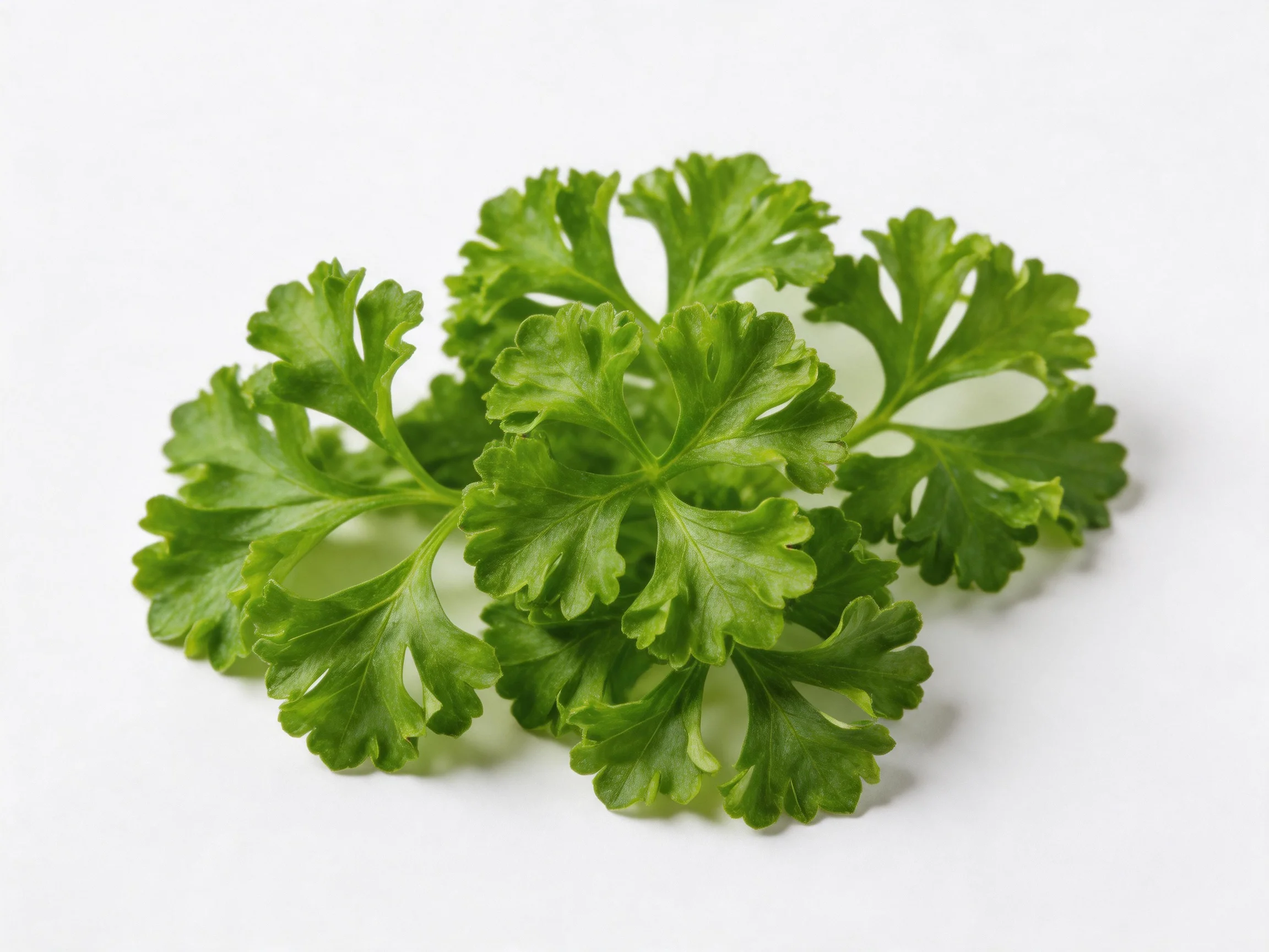 Fresh vibrant green herb leaves clustered on a white surface