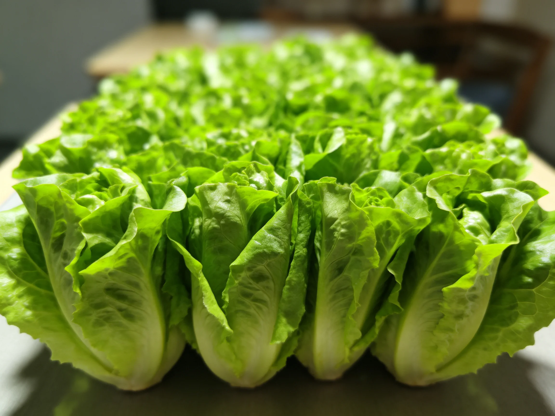 Fresh vibrant green lettuce heads neatly arranged in rows
