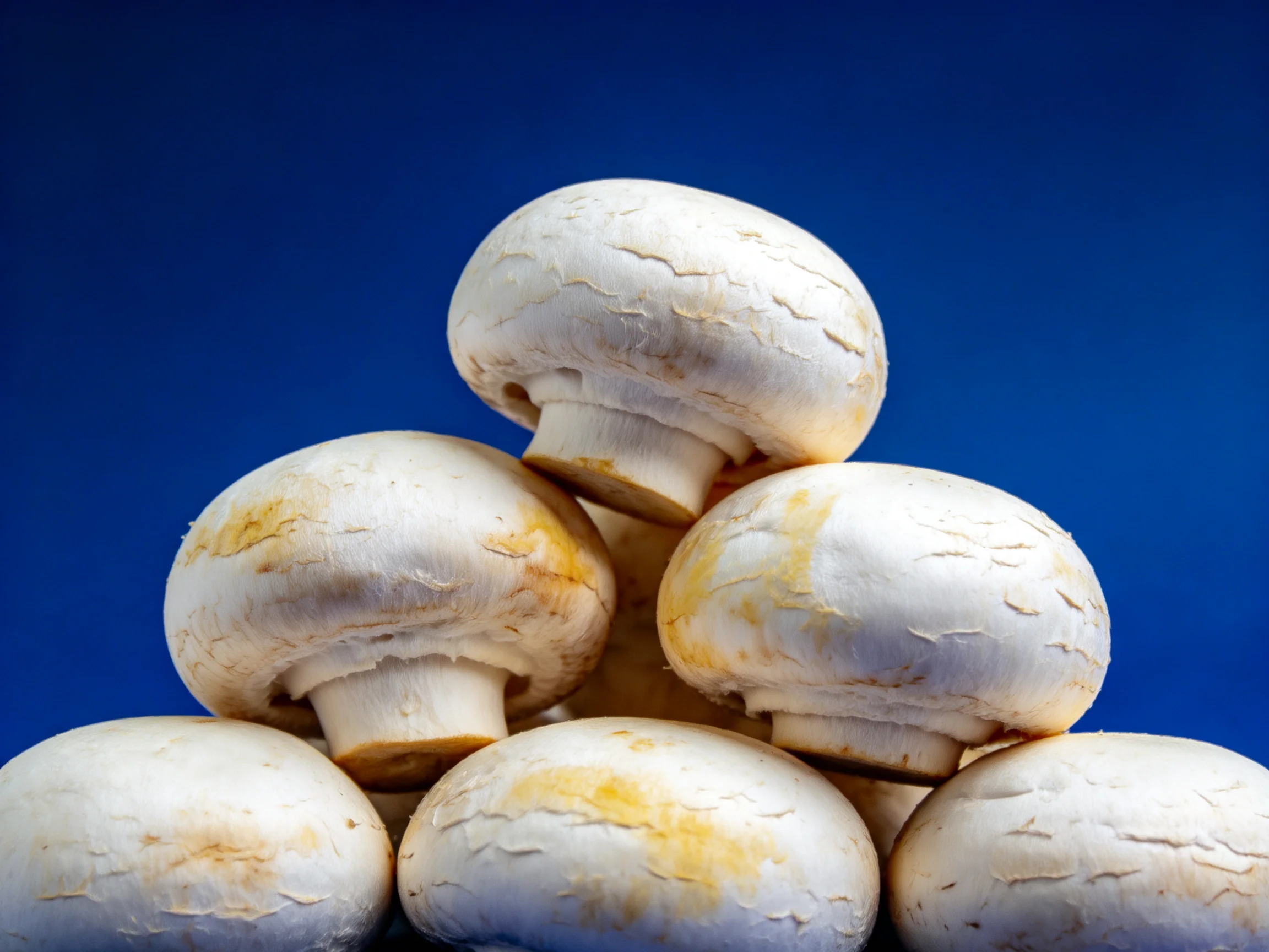 Fresh white button mushrooms arranged in a pyramid shape on a deep blue backdrop